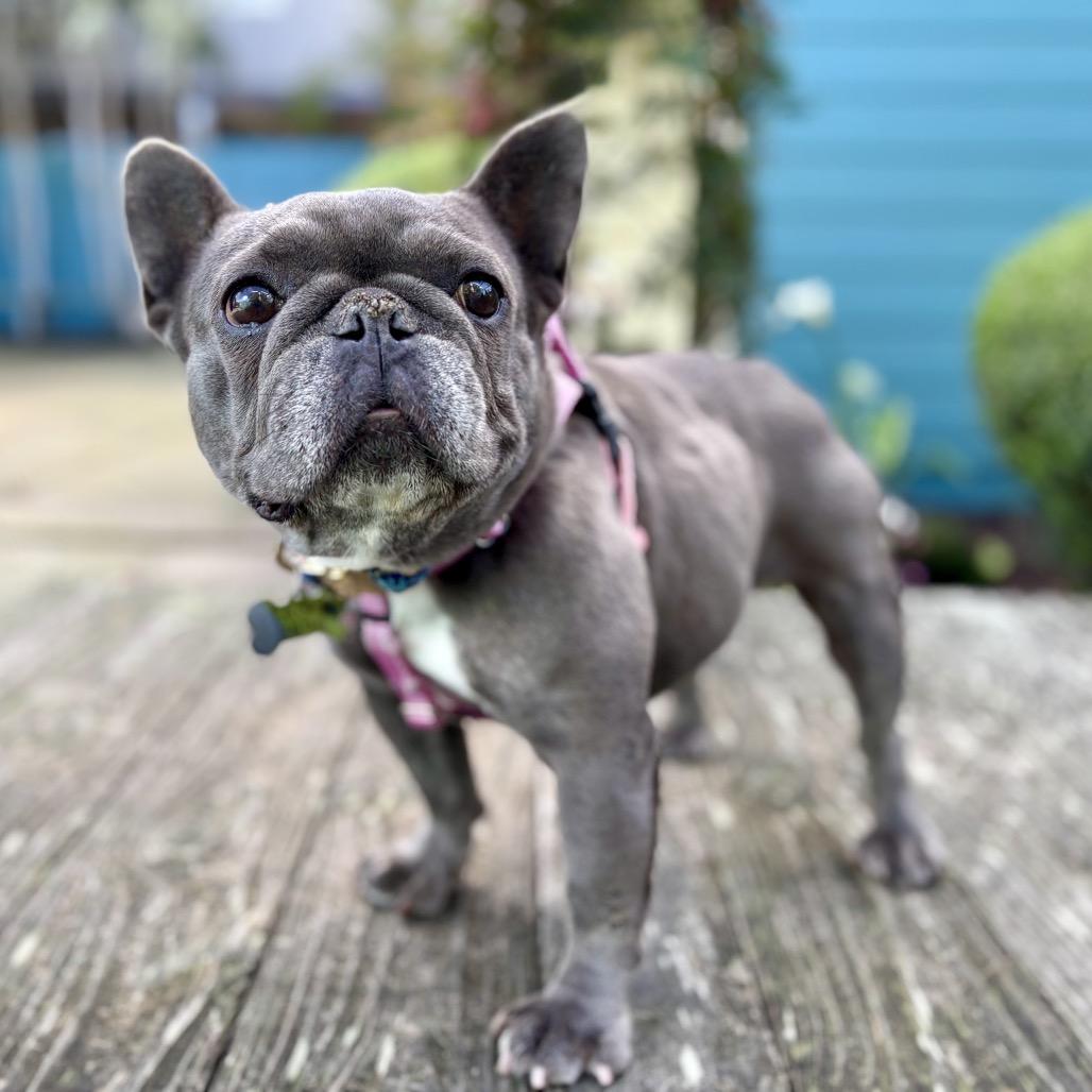 Orca — thumbnail 4