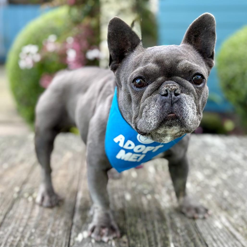 Orca — thumbnail 5