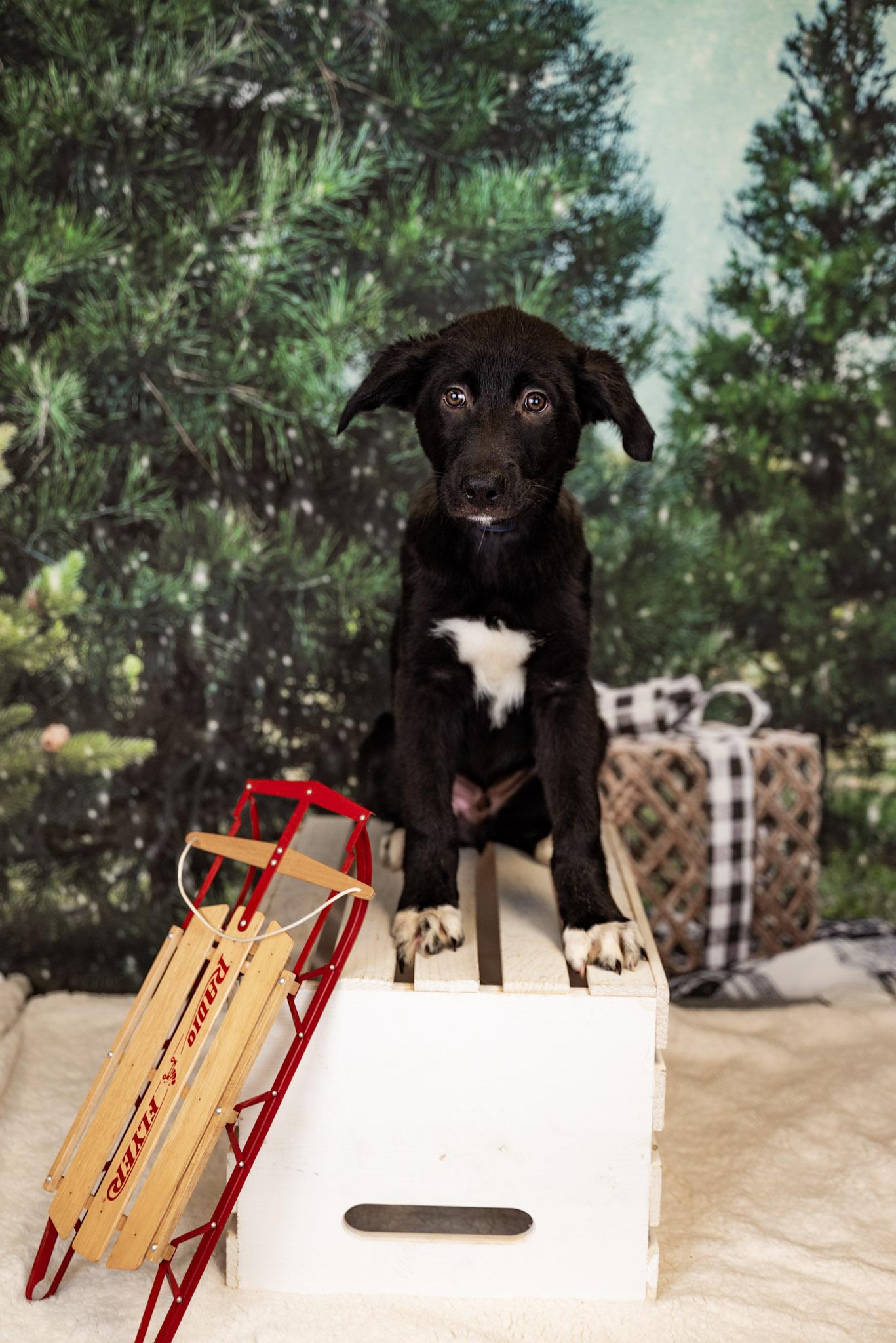#1032-25, ADOPTABLE, Puppy Male Australian Shepherd.