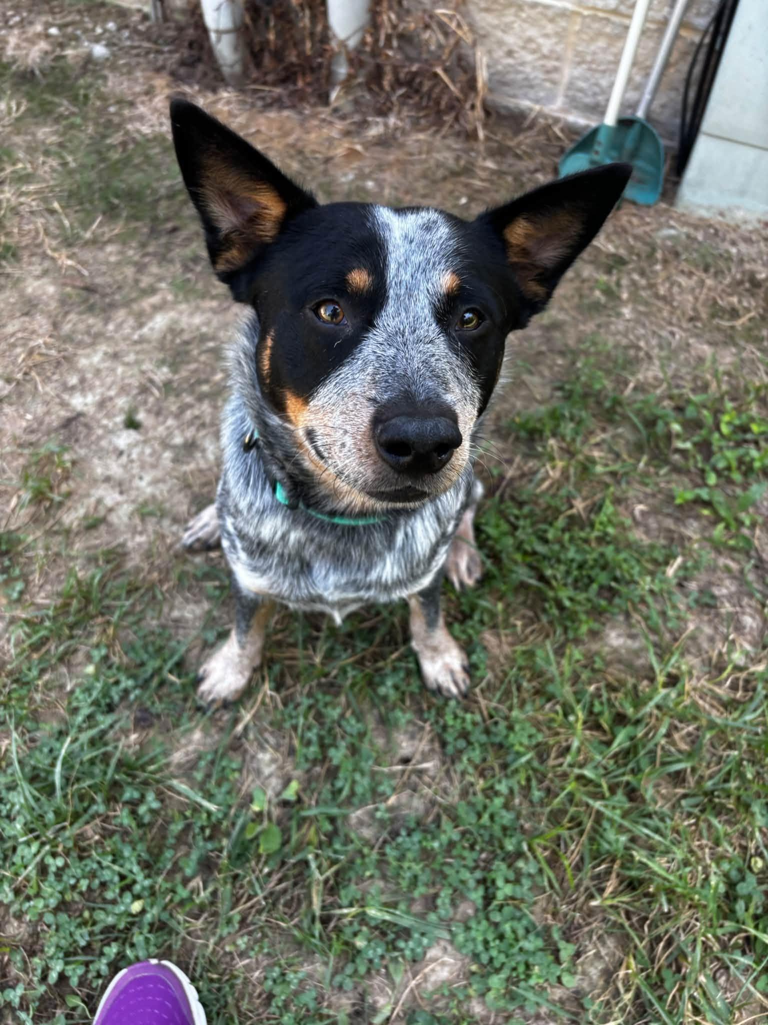 Rip, Adoptable, Young Male Australian Cattle Dog / Blue Heeler.