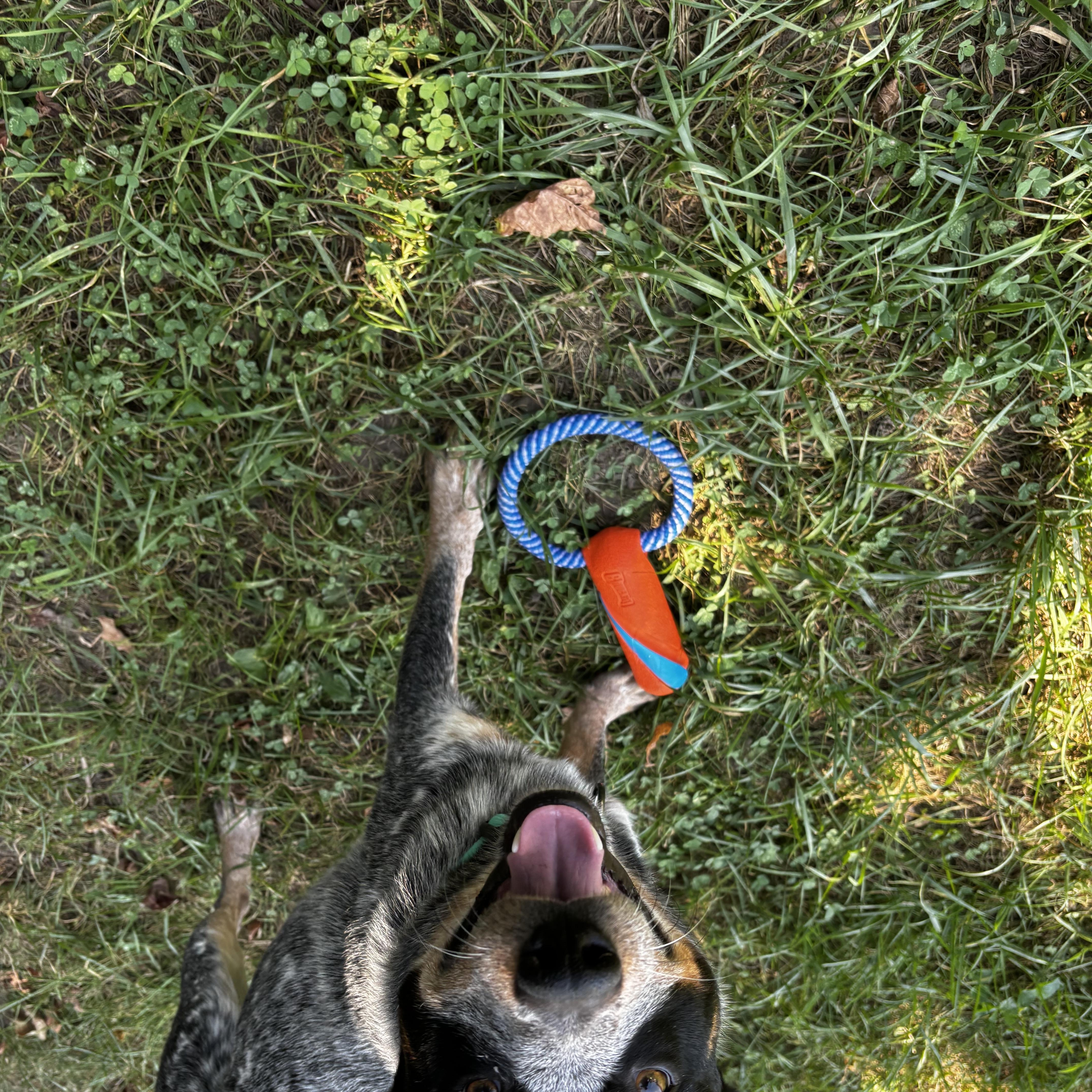 Enlarge Rip, a Adoptable Australian Cattle Dog / Blue Heeler in Saint Charles, MO image 2/3