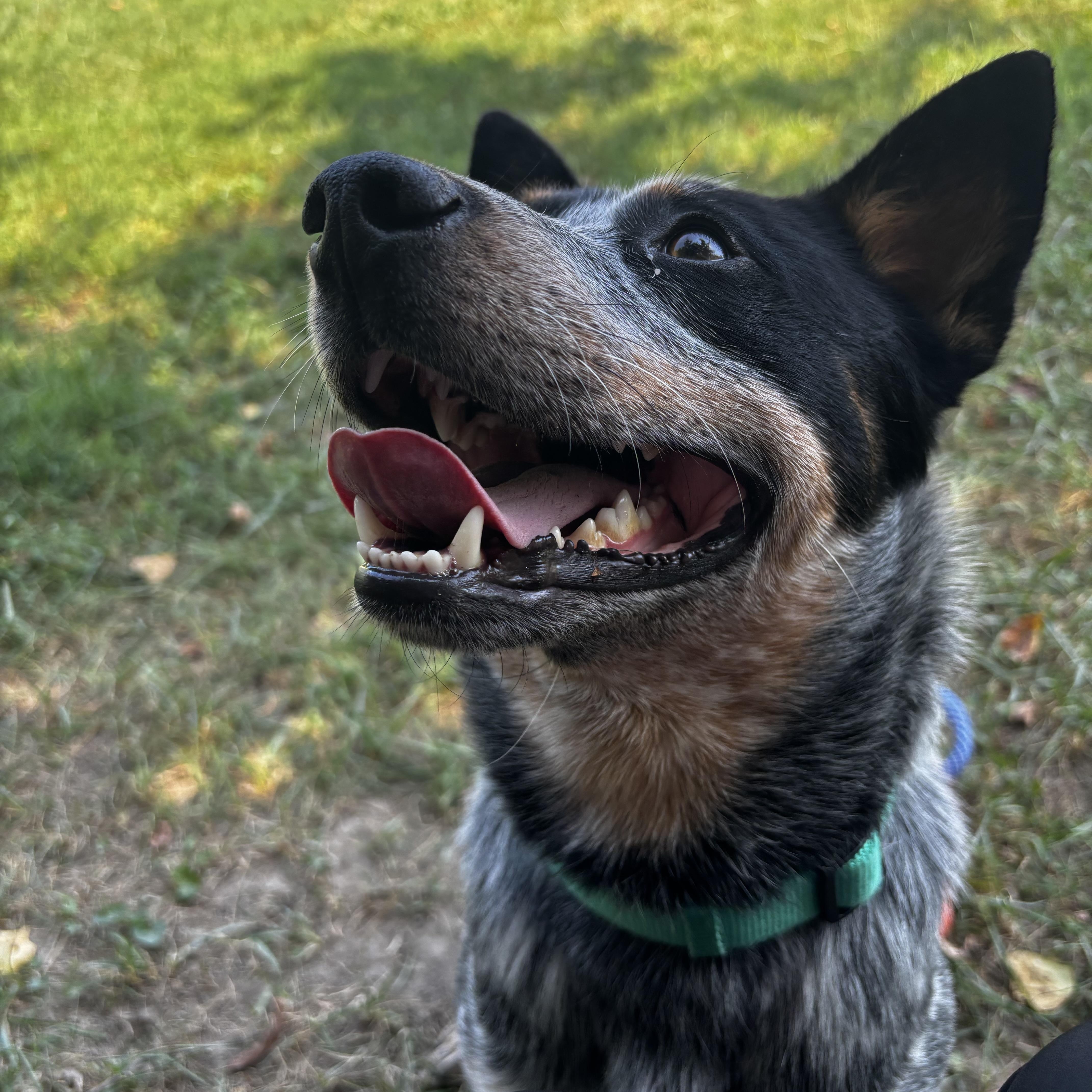 Enlarge Rip, a Adoptable Australian Cattle Dog / Blue Heeler in Saint Charles, MO image 3/3