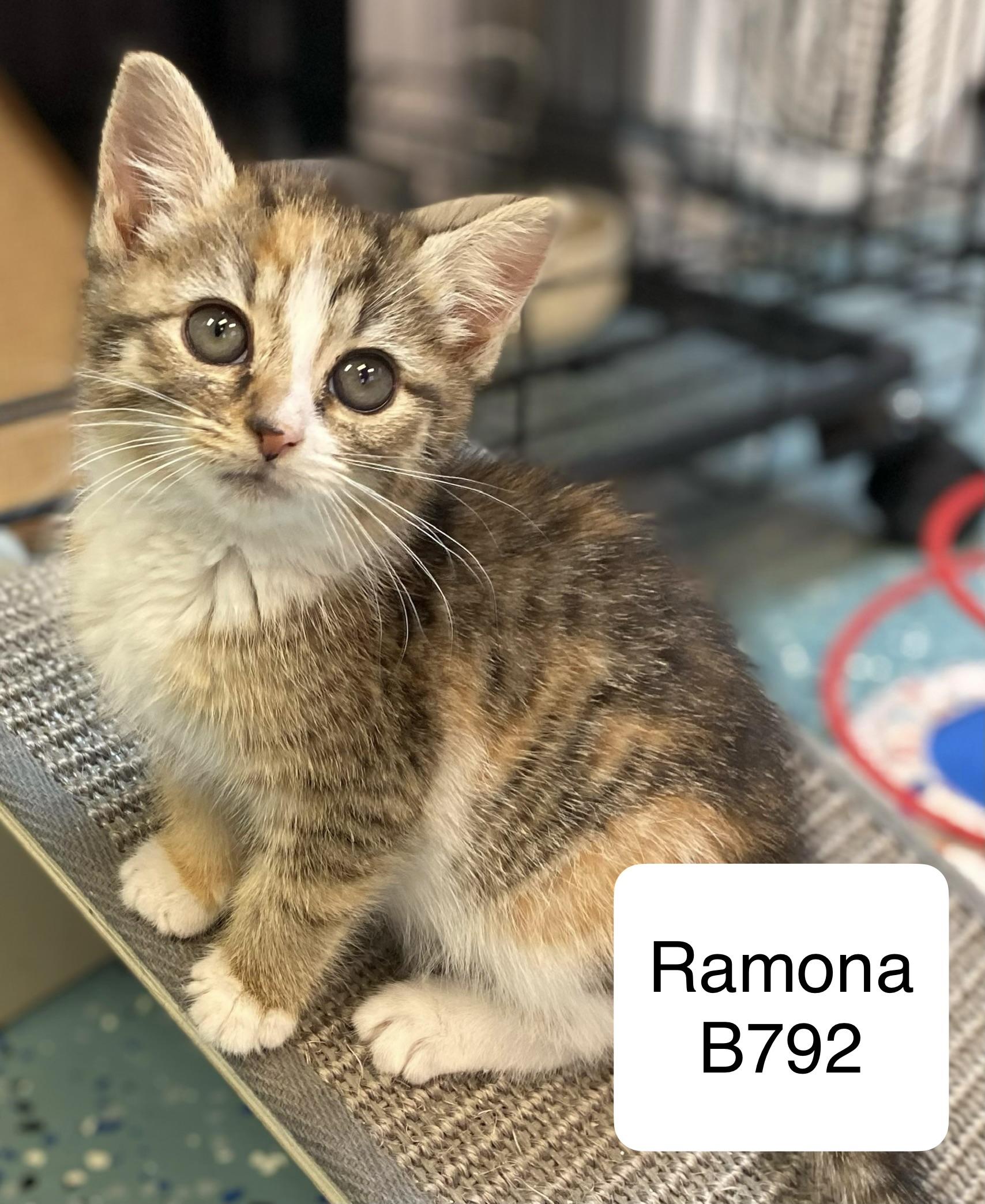 Enlarge Ramona, a ADOPTABLE Domestic Medium Hair in Morganton, NC image 1/2