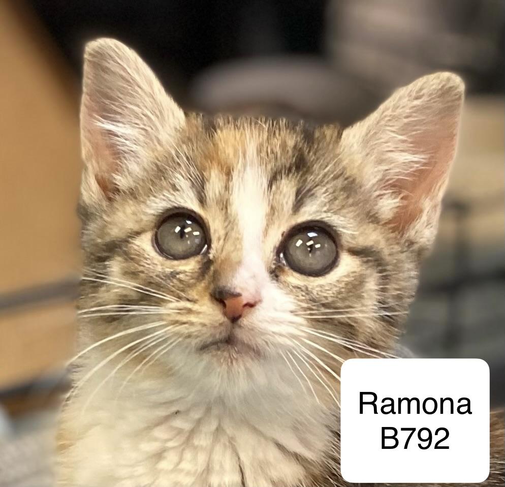 Enlarge Ramona, a ADOPTABLE Domestic Medium Hair in Morganton, NC image 2/2