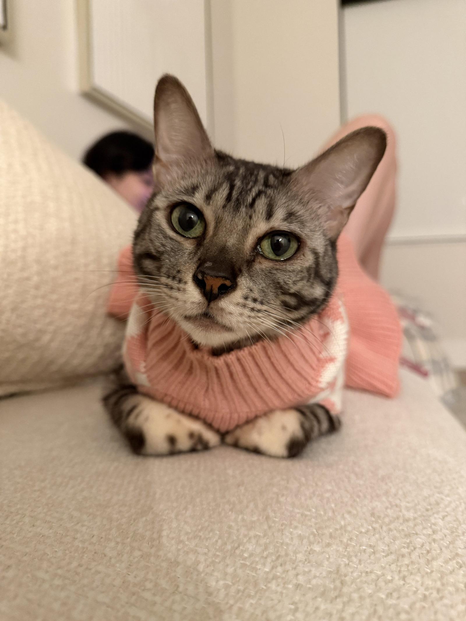 Dior, Adopted, Adult Female Bengal.