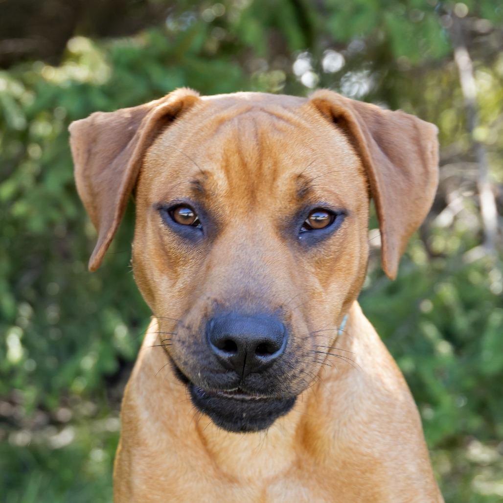 Hyp, Adoptable, Young Male Beagle & Labrador Retriever.