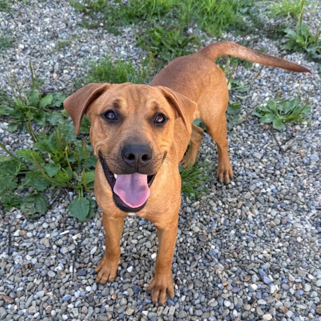 Enlarge Hyp, a Adoptable mixed breed in Erie, PA image 2/6