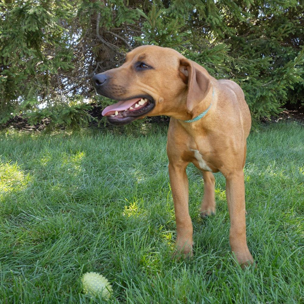 Enlarge Hyp, a Adoptable mixed breed in Erie, PA image 3/6