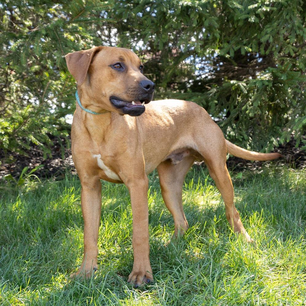 Enlarge Hyp, a Adoptable mixed breed in Erie, PA image 4/6
