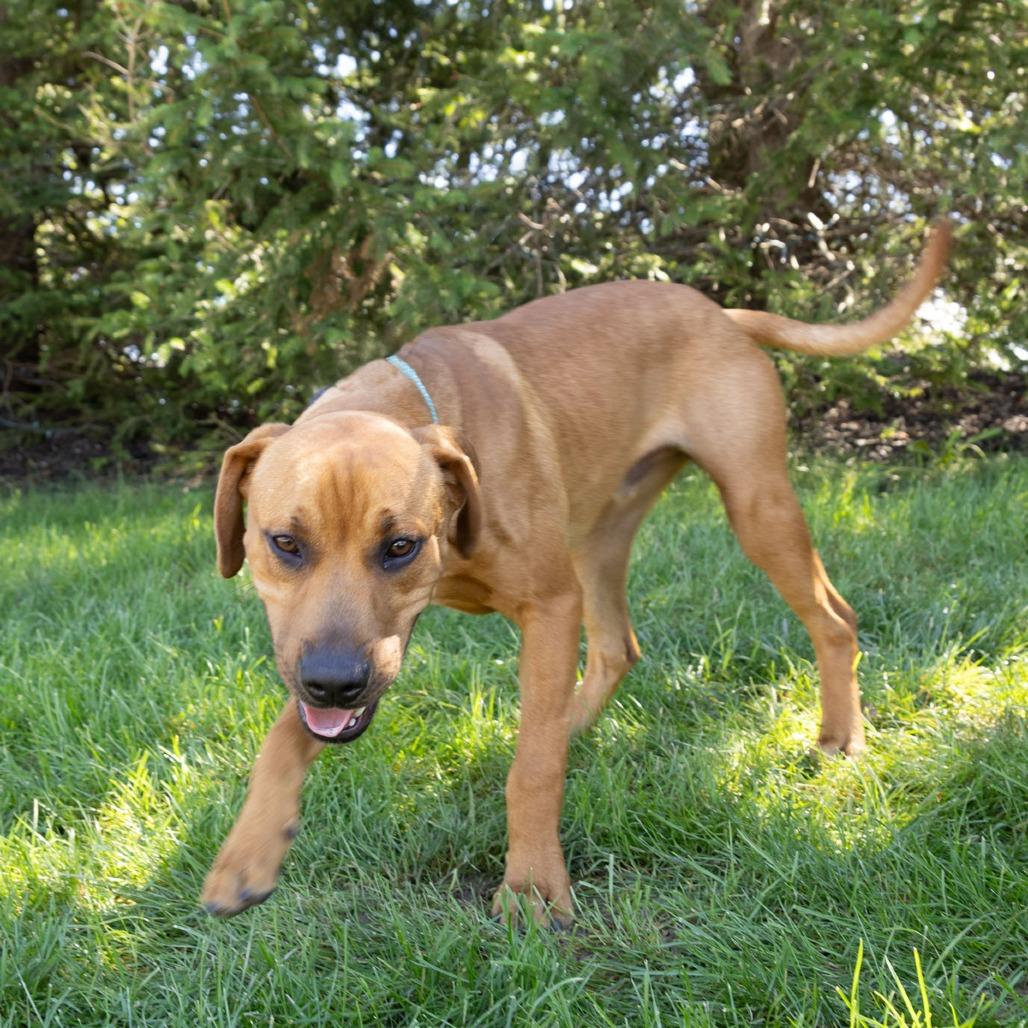 Enlarge Hyp, a Adoptable mixed breed in Erie, PA image 5/6