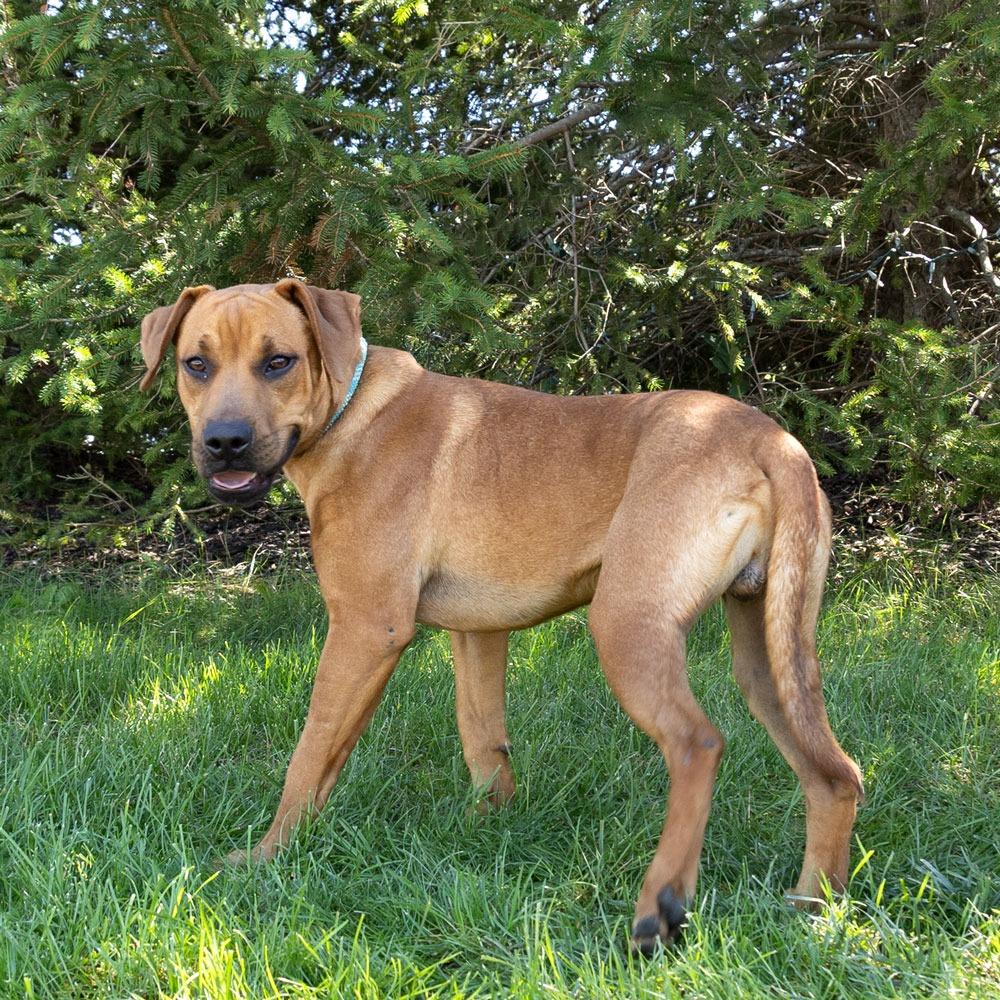 Enlarge Hyp, a Adoptable mixed breed in Erie, PA image 6/6