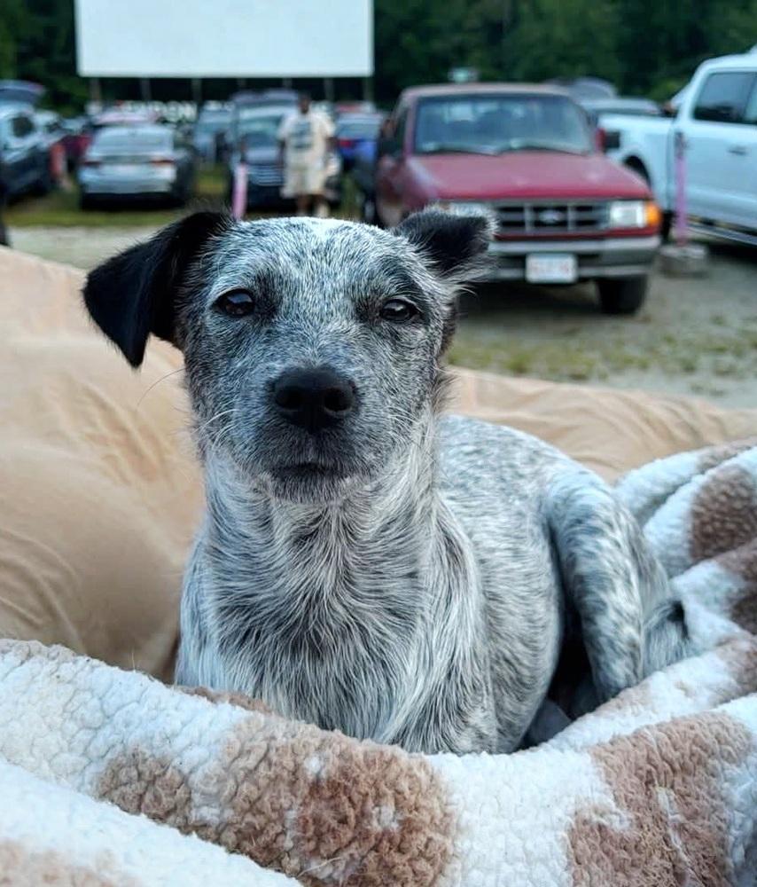 Harlie, Adoptable, Puppy Female Australian Cattle Dog / Blue Heeler.
