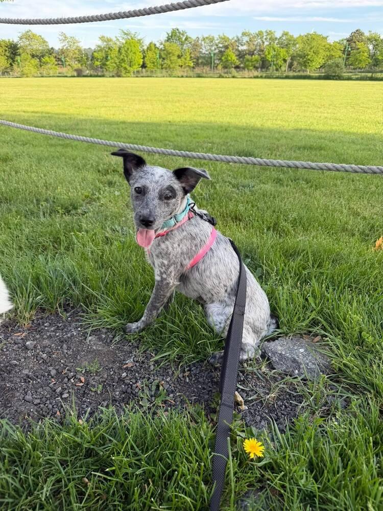 Enlarge Harlie, a Adoptable mixed breed in Norfolk, MA image 2/6