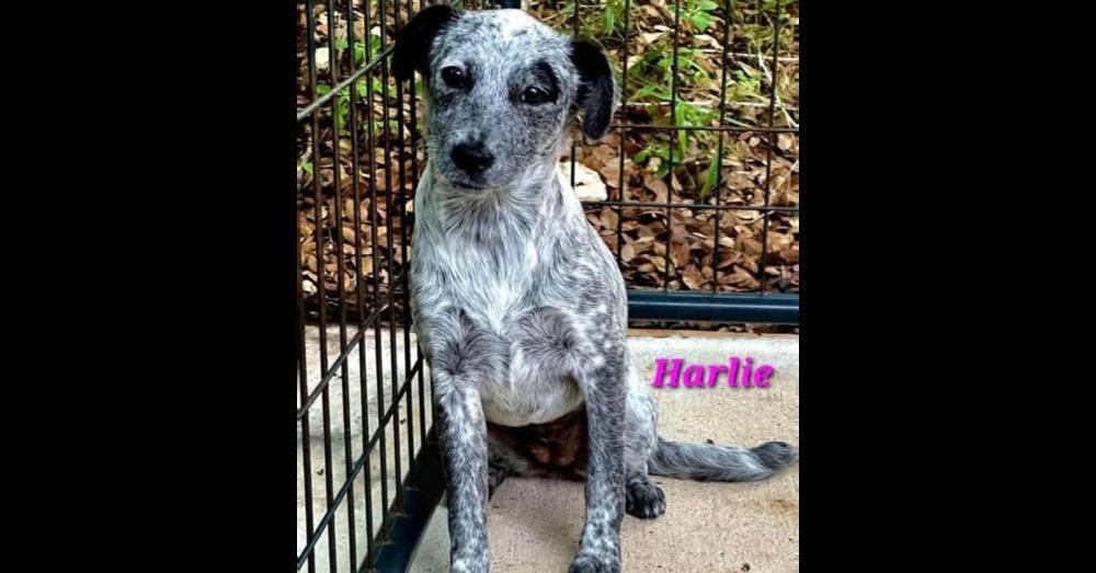 Enlarge Harlie, a Adoptable mixed breed in Norfolk, MA image 3/6