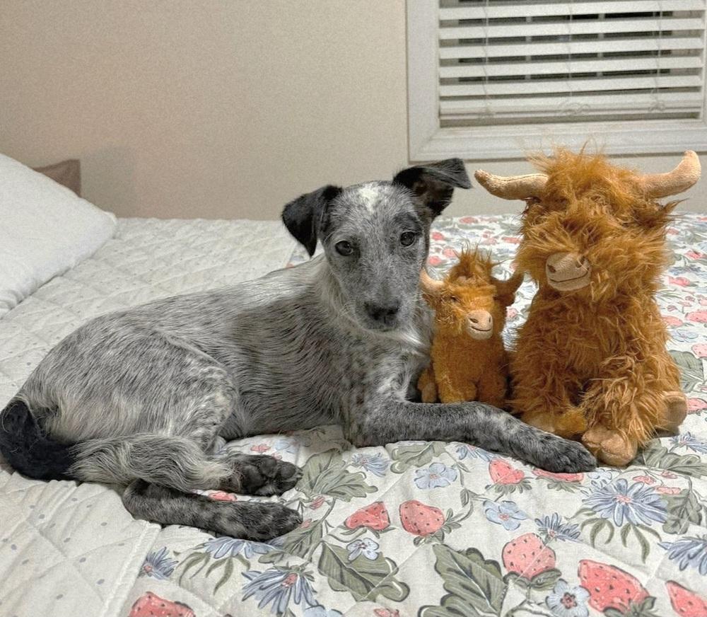 Enlarge Harlie, a Adoptable mixed breed in Norfolk, MA image 4/6