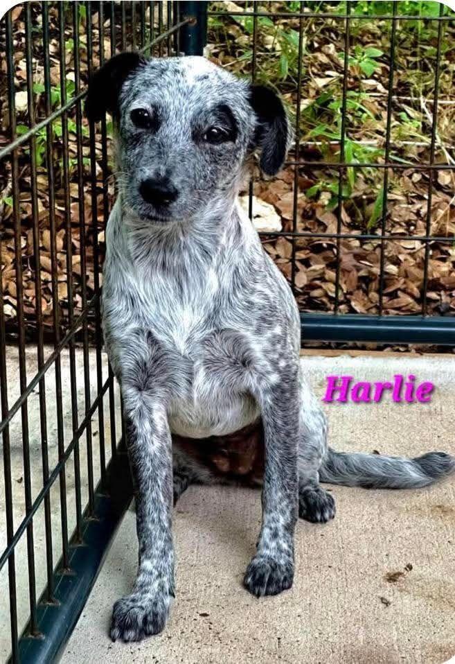 Harlie, a Adoptable mixed breed in Norfolk, MA image 1/2