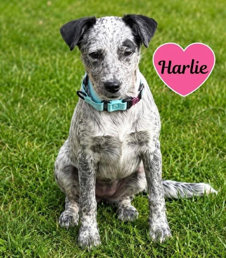Enlarge Harlie, a Adoptable mixed breed in Norfolk, MA image 5/6