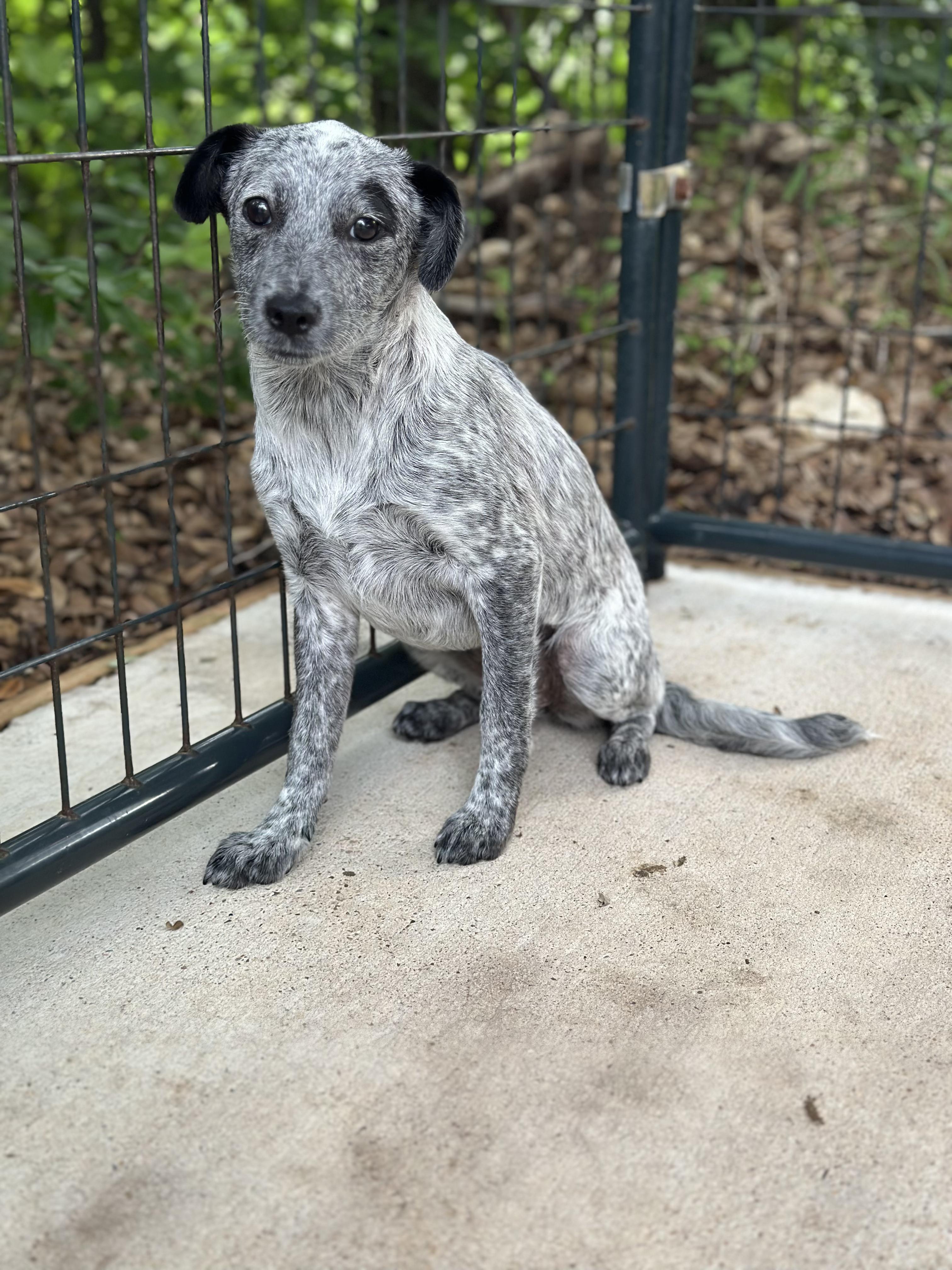Harlie, a Adoptable mixed breed in Norfolk, MA image 2/2