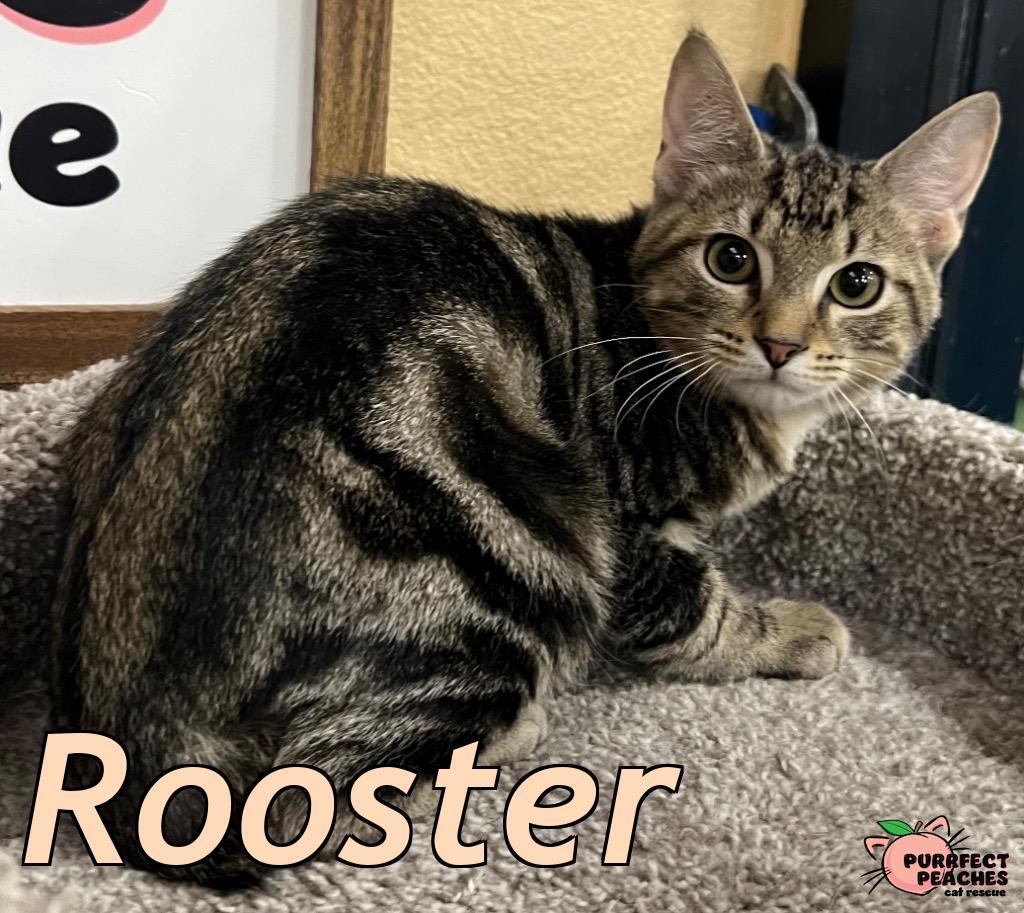 Enlarge Rooster, a Adoptable mixed breed in Douglasville, GA image 2/2