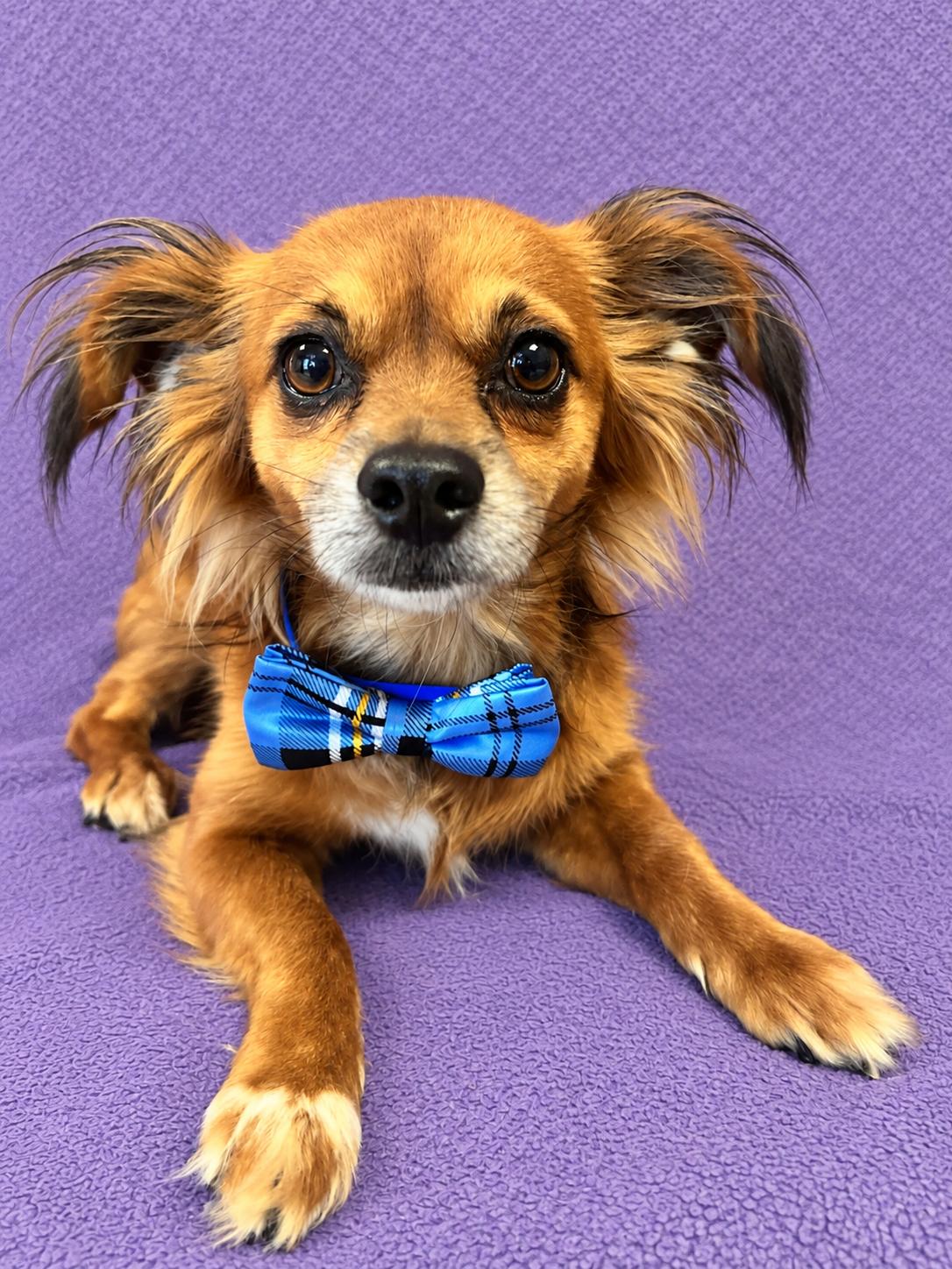 Enlarge Little Boy, a Adoptable mixed breed in Lodi, CA image 5/6