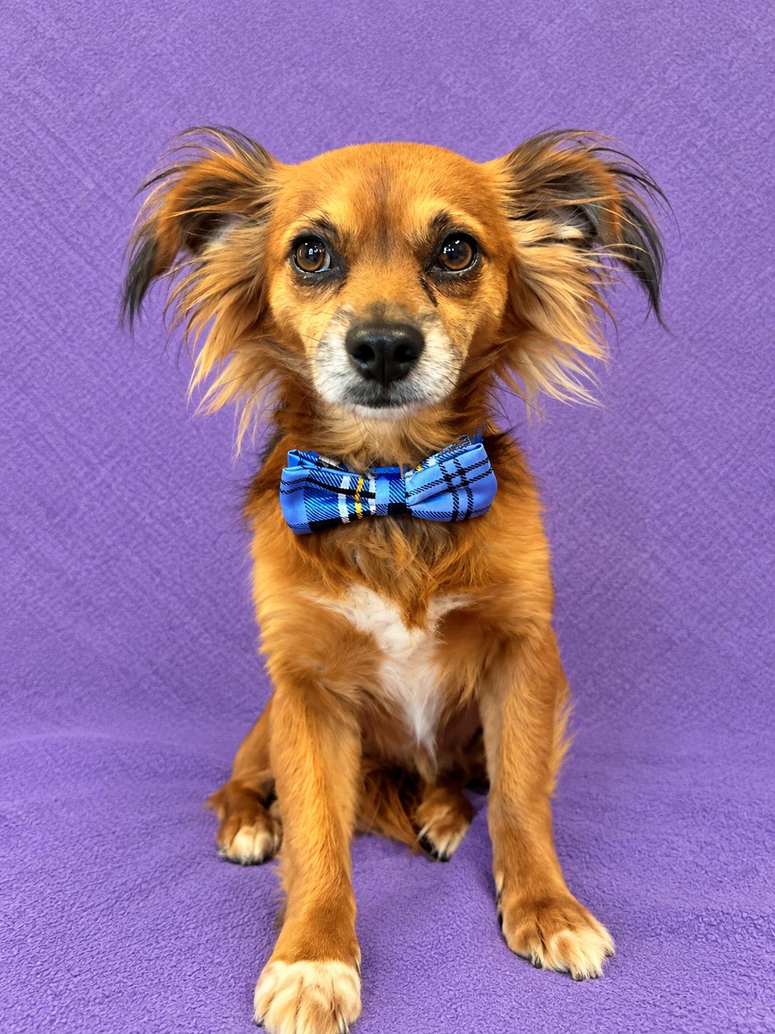 Enlarge Little Boy, a Adoptable mixed breed in Lodi, CA image 6/6