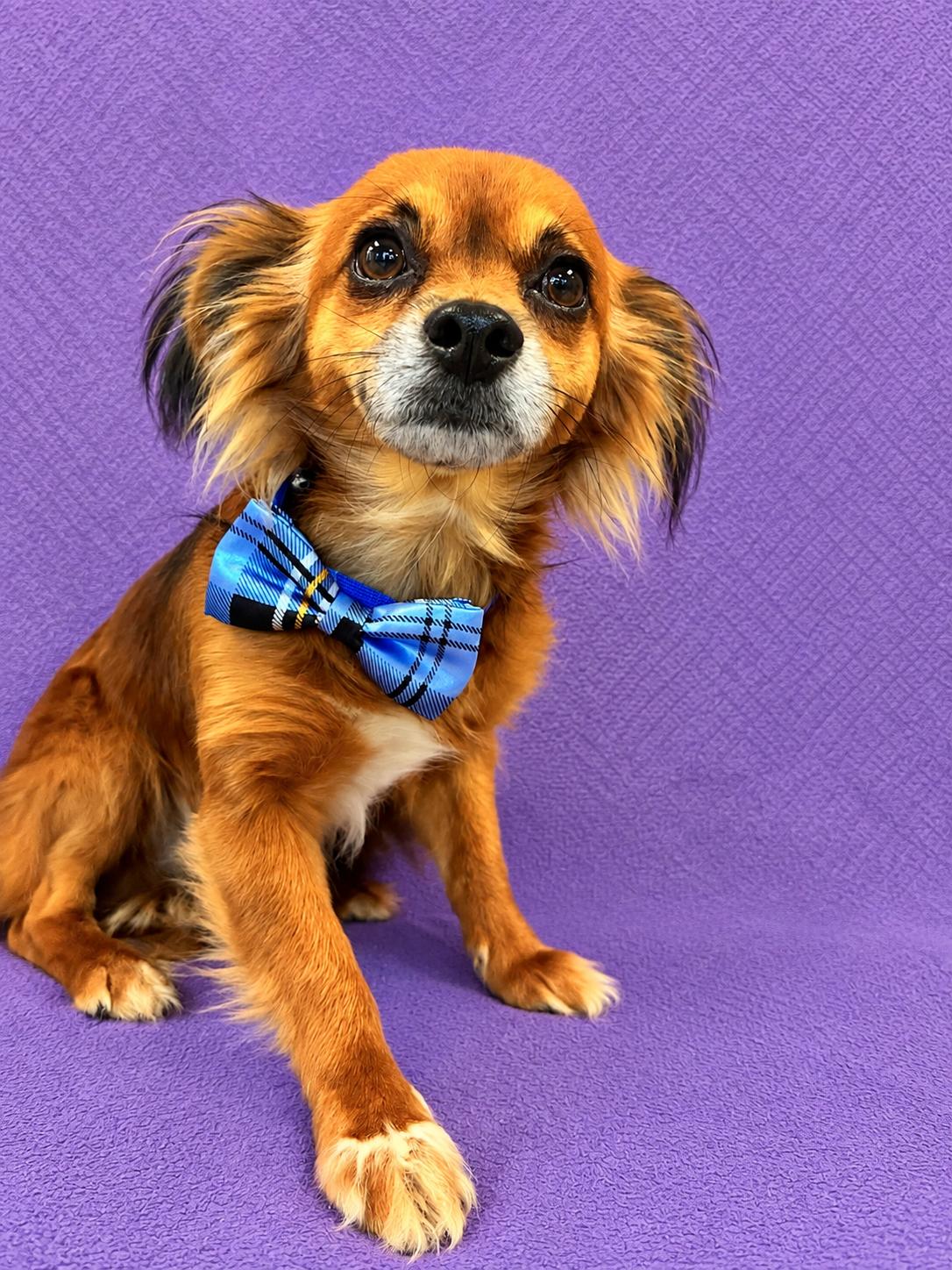 Enlarge Little Boy, a Adoptable mixed breed in Lodi, CA image 4/6