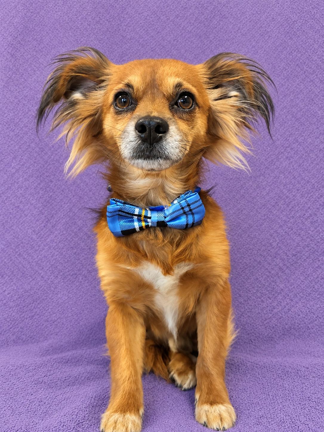 Enlarge Little Boy, a Adoptable mixed breed in Lodi, CA image 1/6