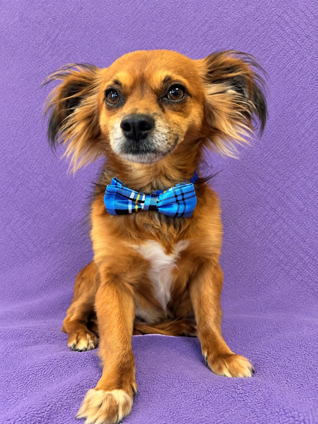 Enlarge Little Boy, a Adoptable mixed breed in Lodi, CA image 3/6