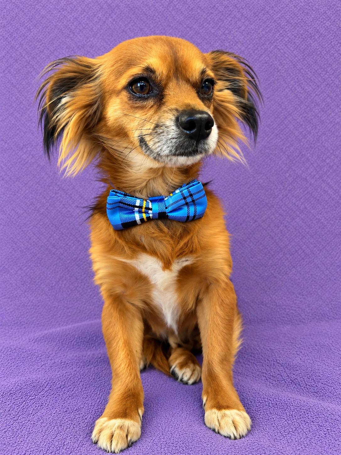 Enlarge Little Boy, a Adoptable mixed breed in Lodi, CA image 2/6