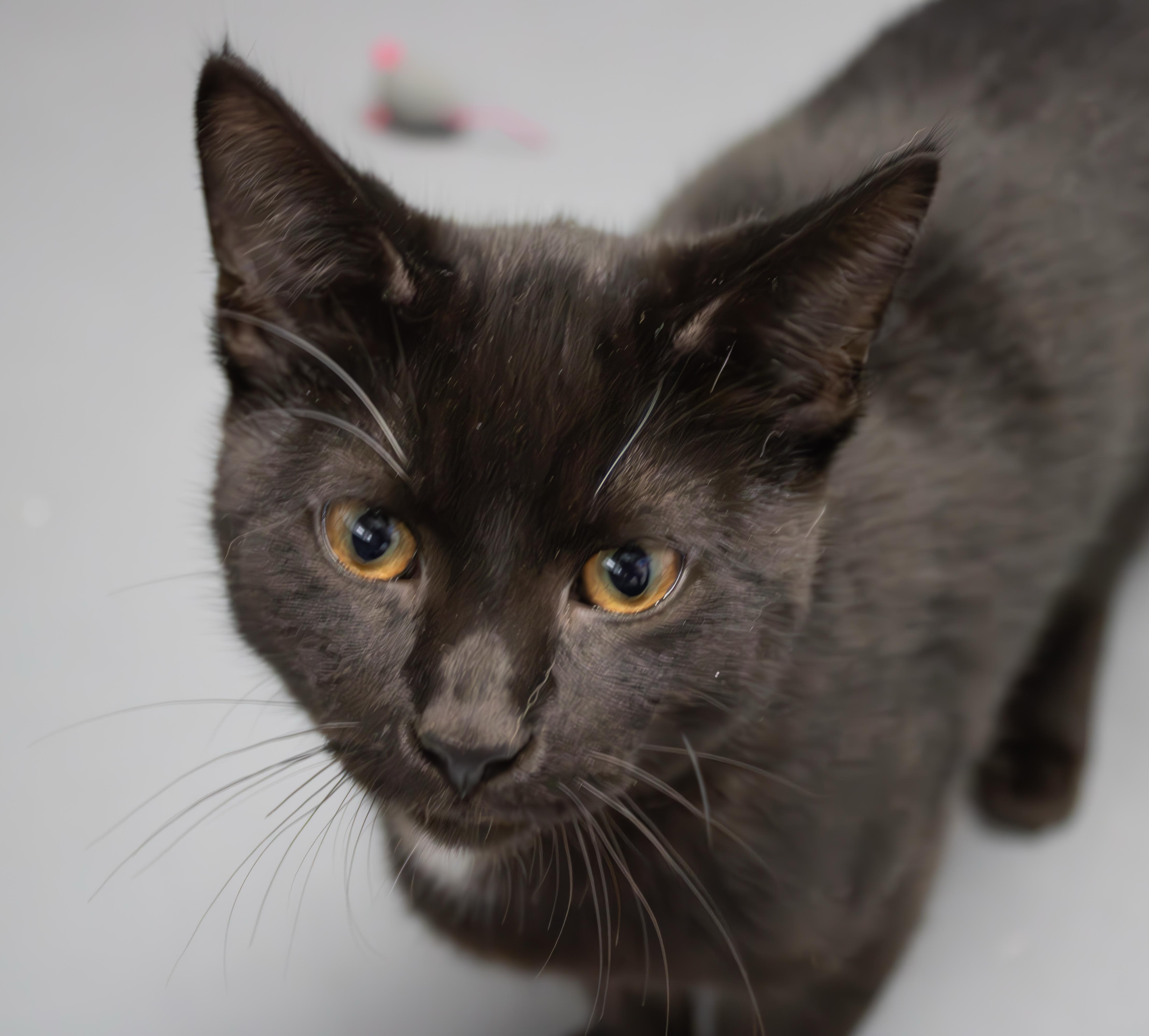 Enlarge Peach, an adopted Domestic Short Hair in Morganton, NC image 2/2