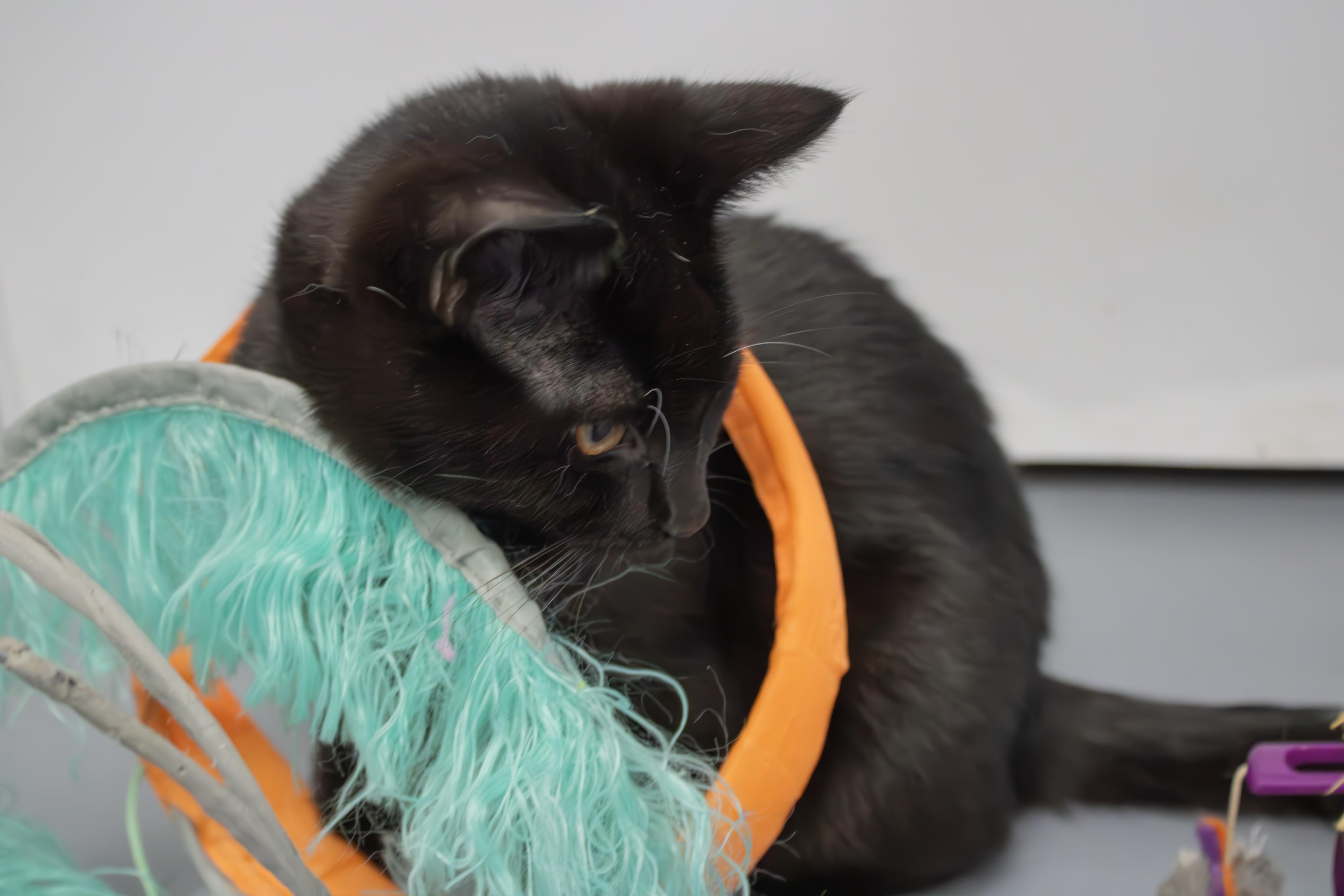 Peach, adopted, Young Male Domestic Short Hair.