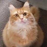 Miss Reba, adopted, Adult Female Domestic Long Hair.