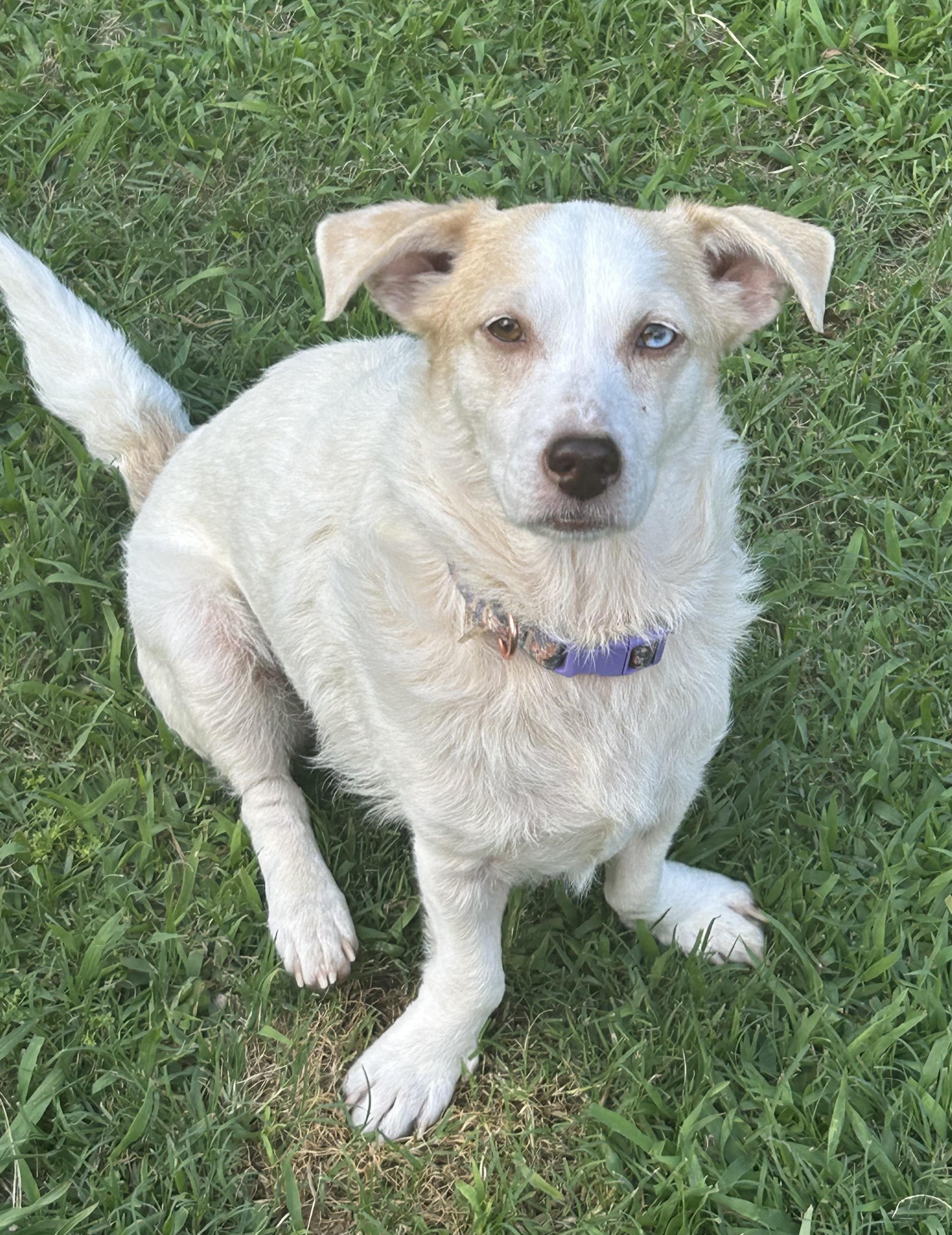 Opal, Adoptable, Young Female Corgi.