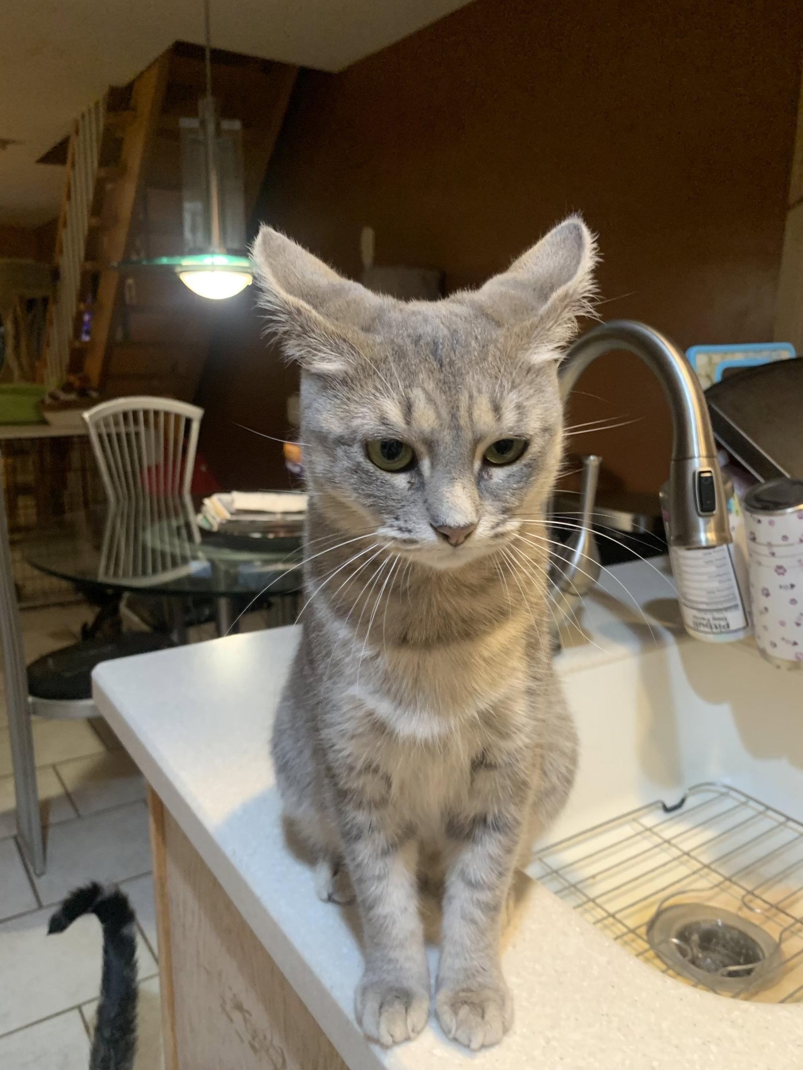 Morgan, Adoptable, Adult Female Domestic Short Hair & Tabby.
