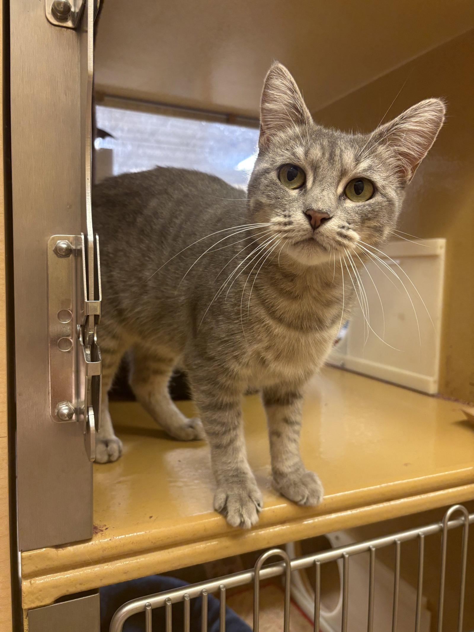 Enlarge Morgan, a Adoptable mixed breed in Yardley, PA image 2/3