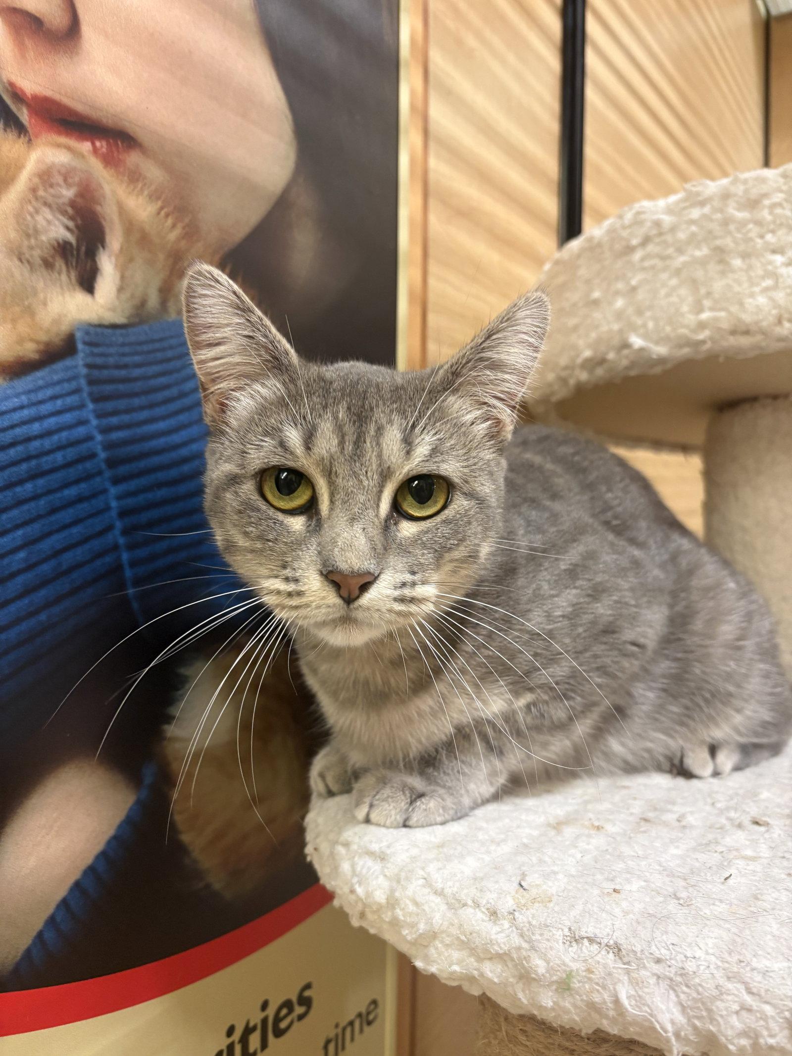Enlarge Morgan, a Adoptable mixed breed in Yardley, PA image 3/3