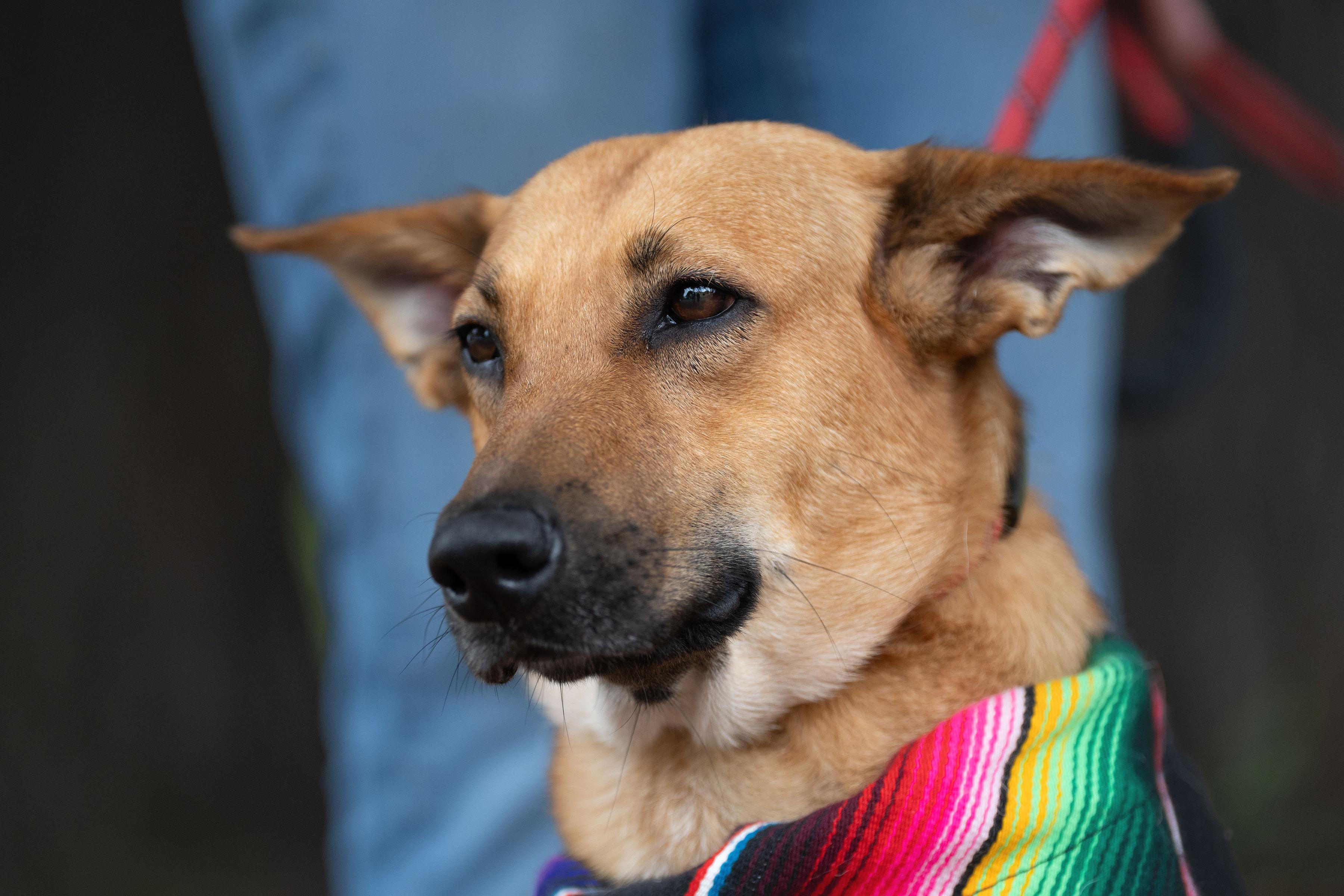 Beauty, Adoptable, Young Female German Shepherd Dog.