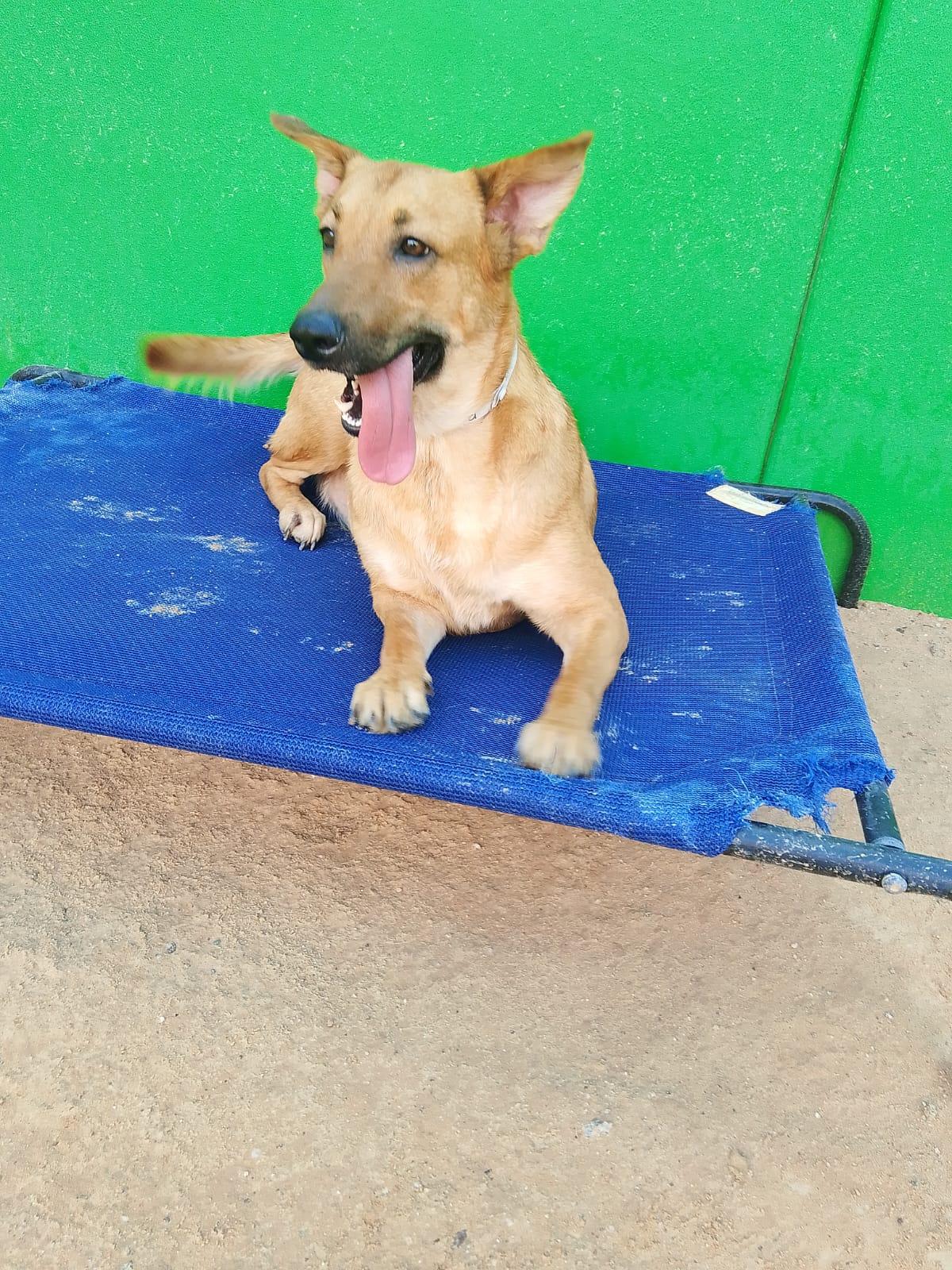 Beauty, a Adoptable mixed breed in Santa Rosa, CA image 2/5