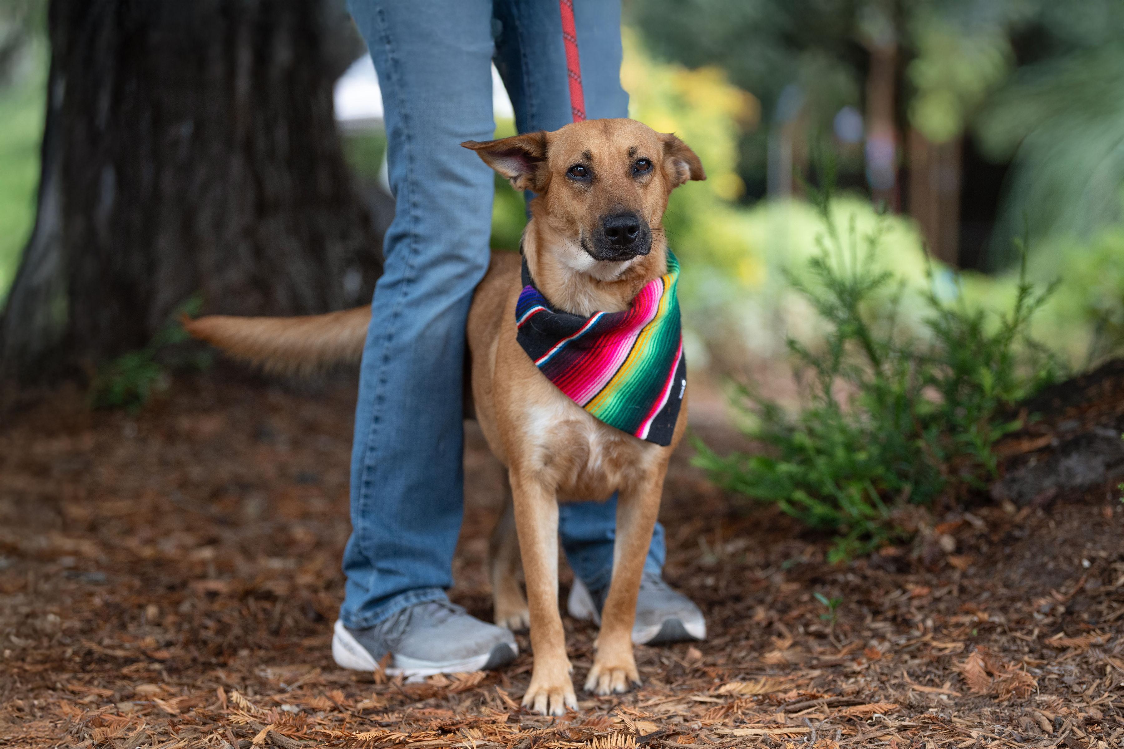 Beauty, a Adoptable mixed breed in Santa Rosa, CA image 3/5