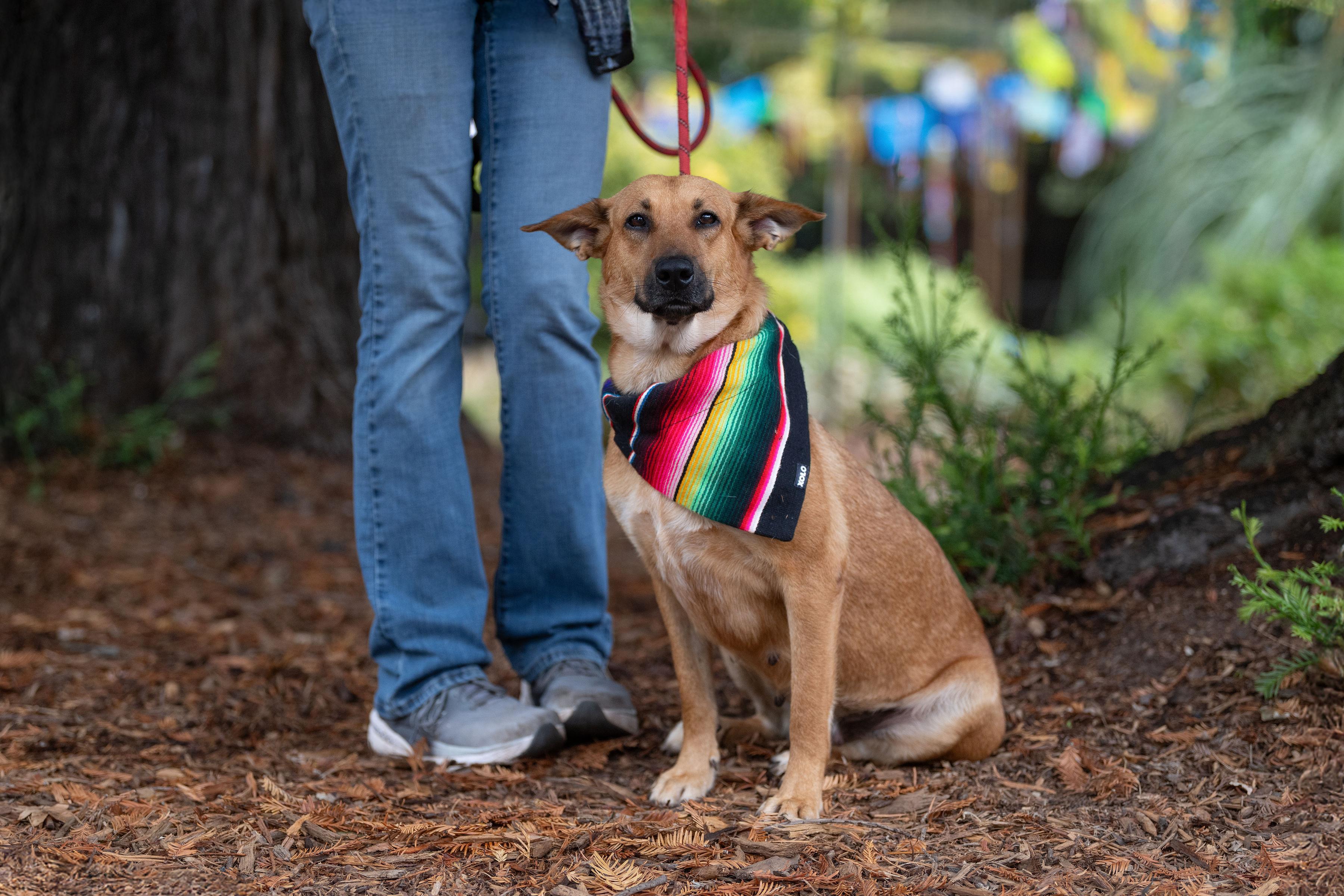 Beauty, a Adoptable mixed breed in Santa Rosa, CA image 4/5