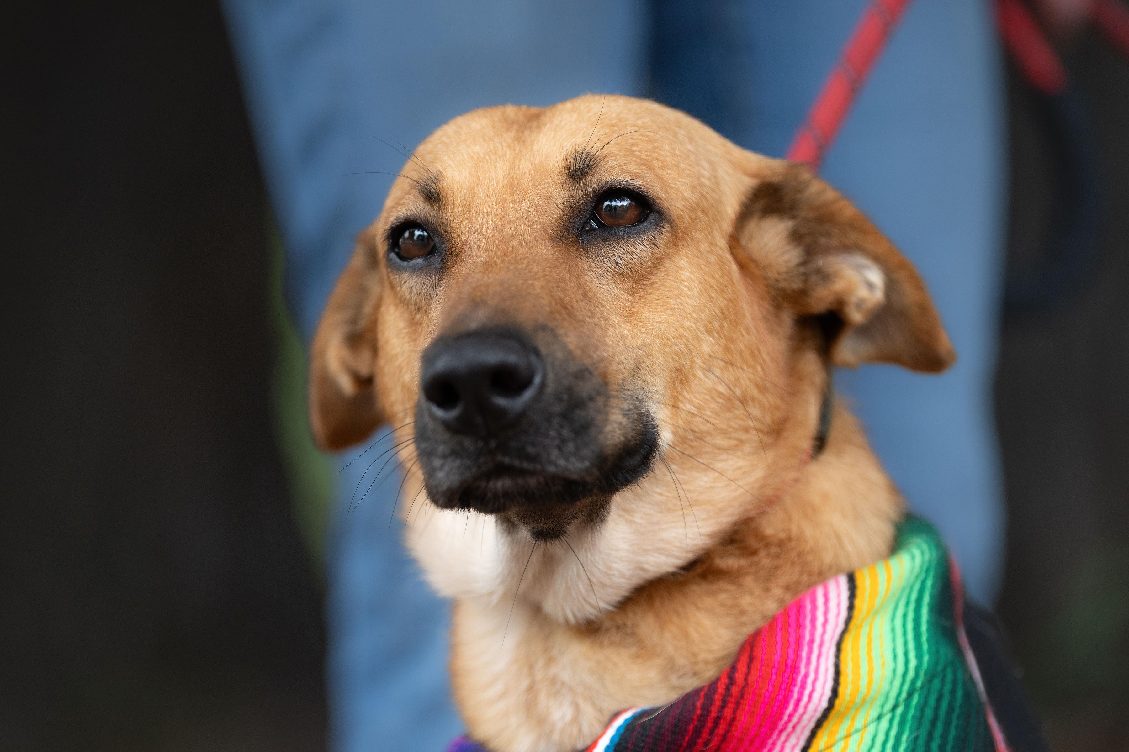 Beauty, a Adoptable mixed breed in Santa Rosa, CA image 5/5