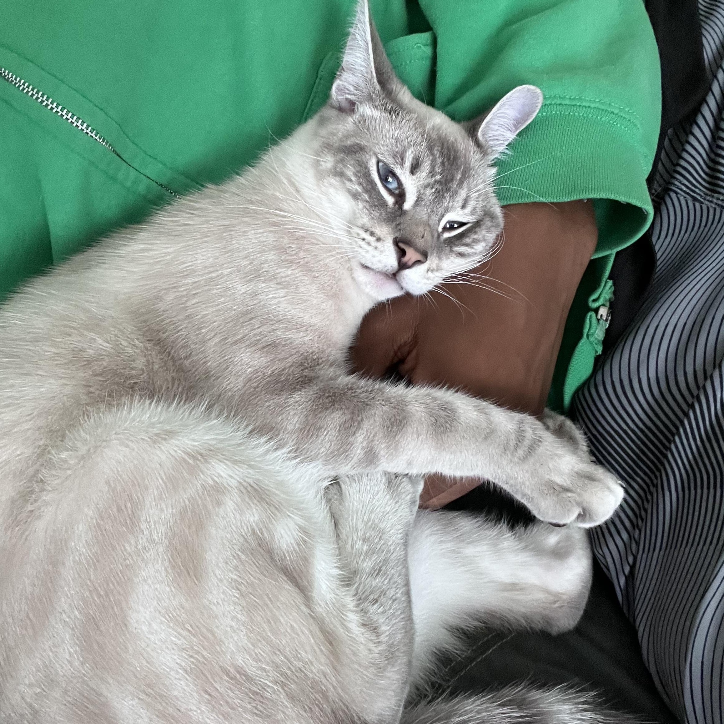 Enlarge Bean, a Adoptable Siamese in Lantana, FL image 2/6