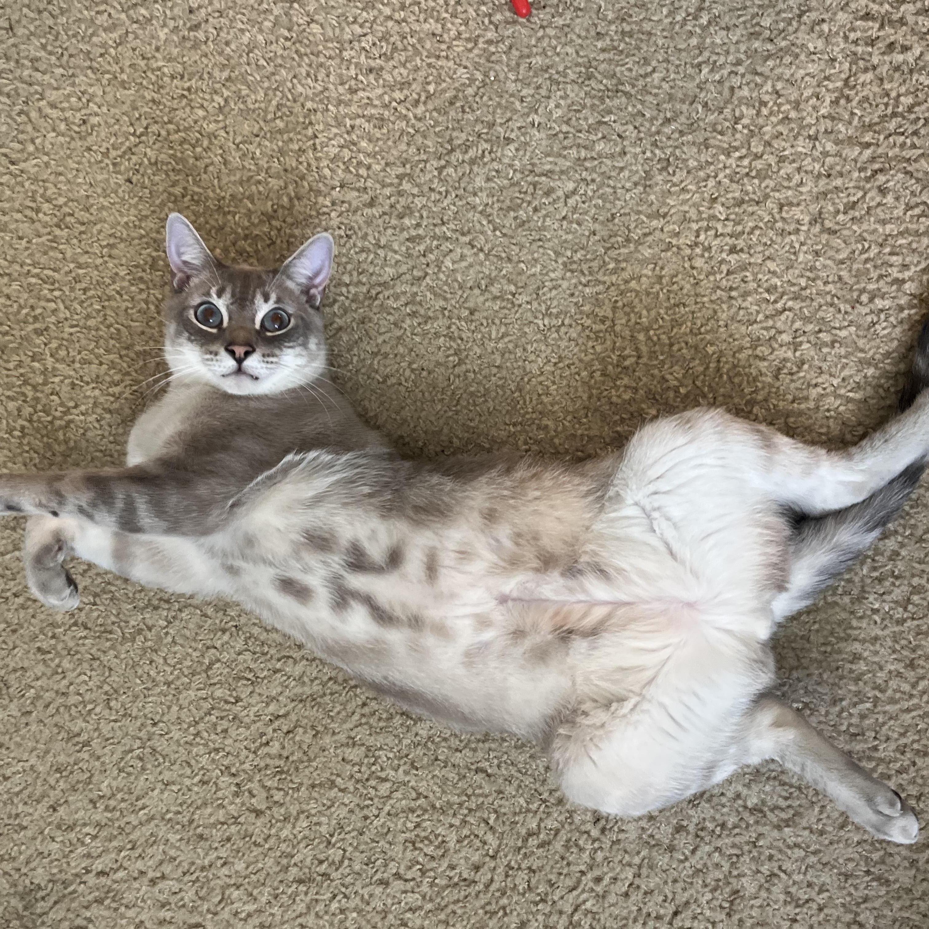 Enlarge Bean, a Adoptable Siamese in Lantana, FL image 5/6