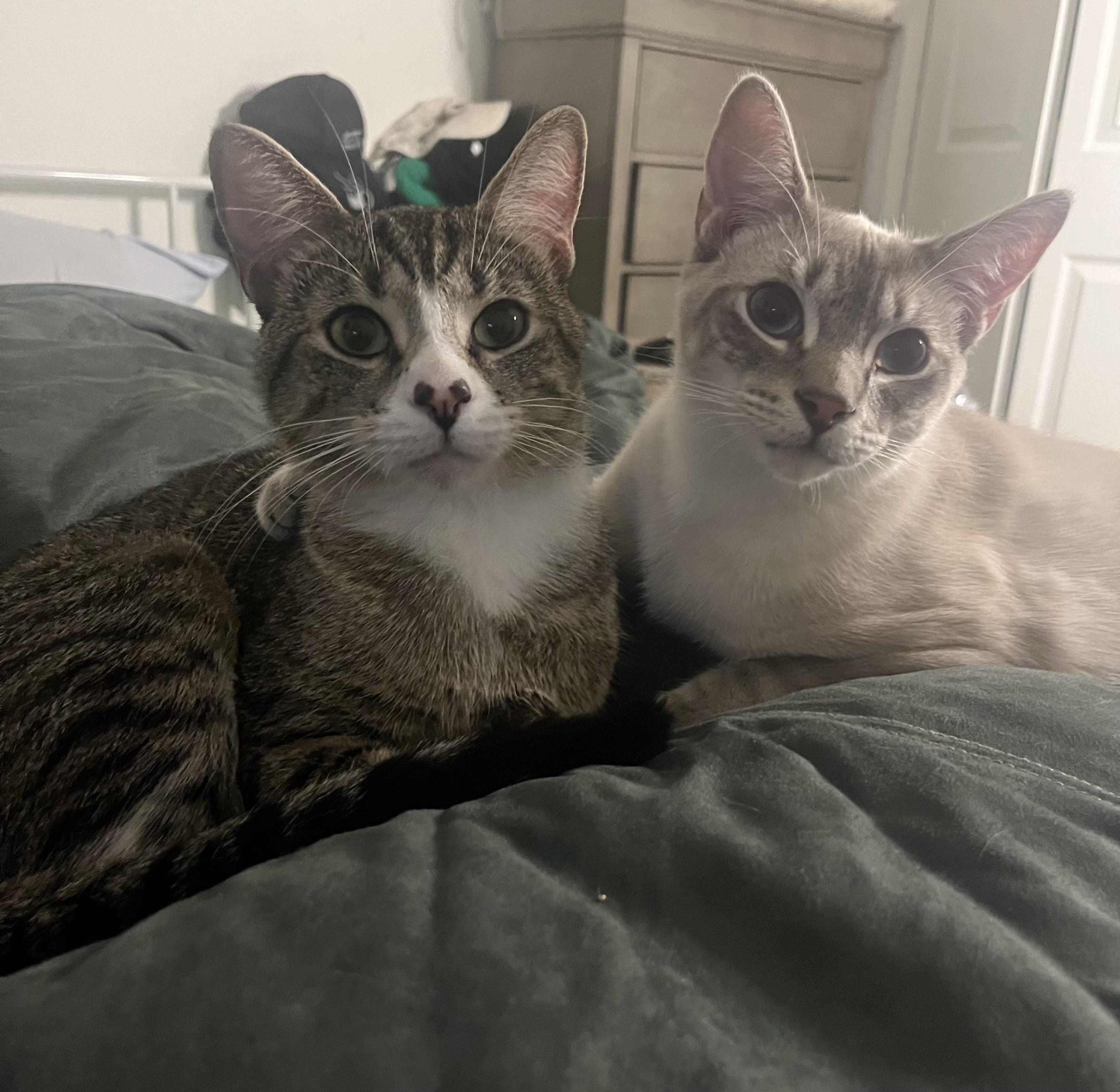 Enlarge Bean, a Adoptable Siamese in Lantana, FL image 3/6