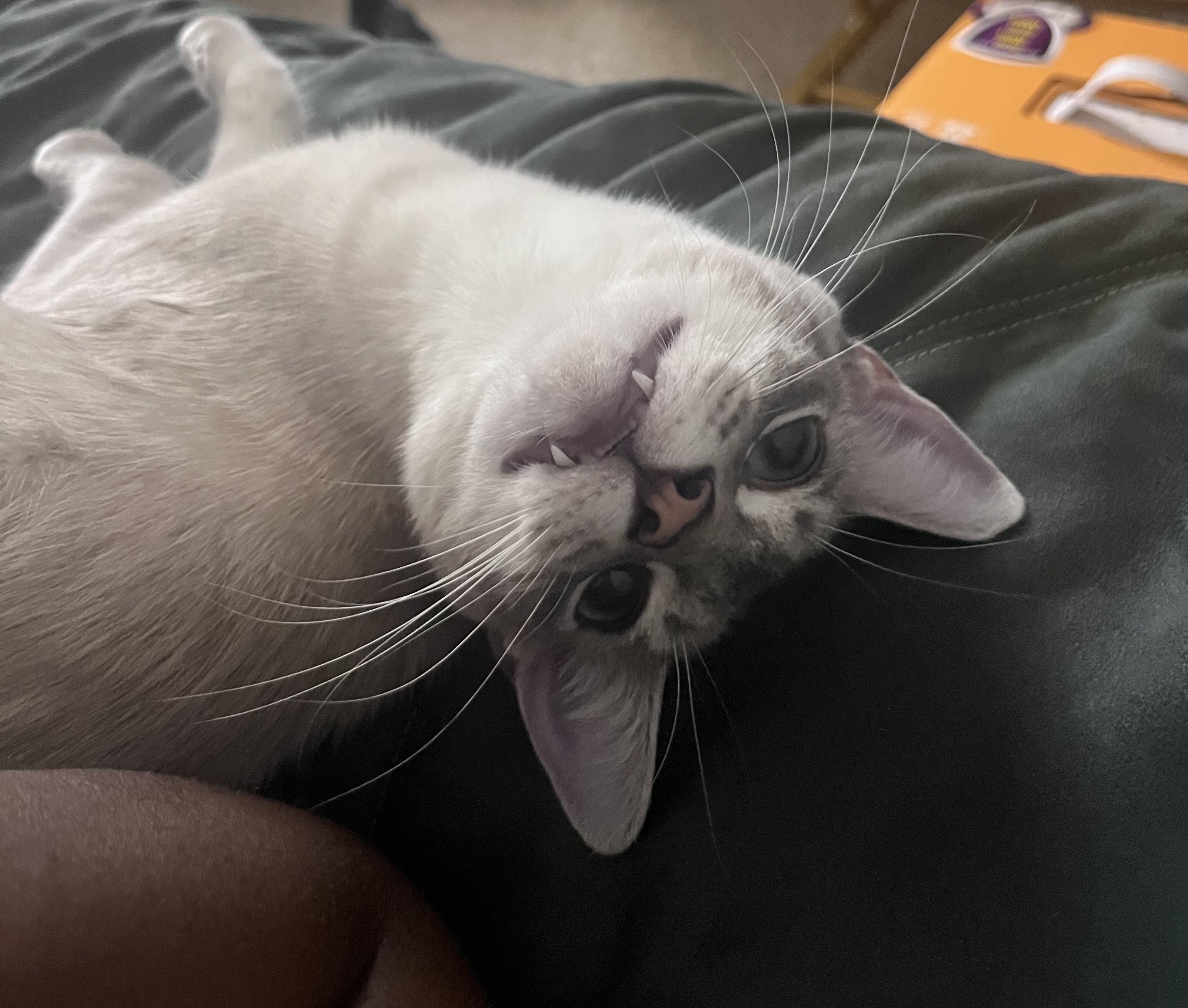 Bean, Adoptable, Young Male Siamese.