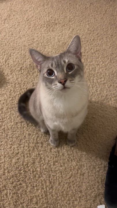 Enlarge Bean, a Adoptable Siamese in Lantana, FL video 6/6