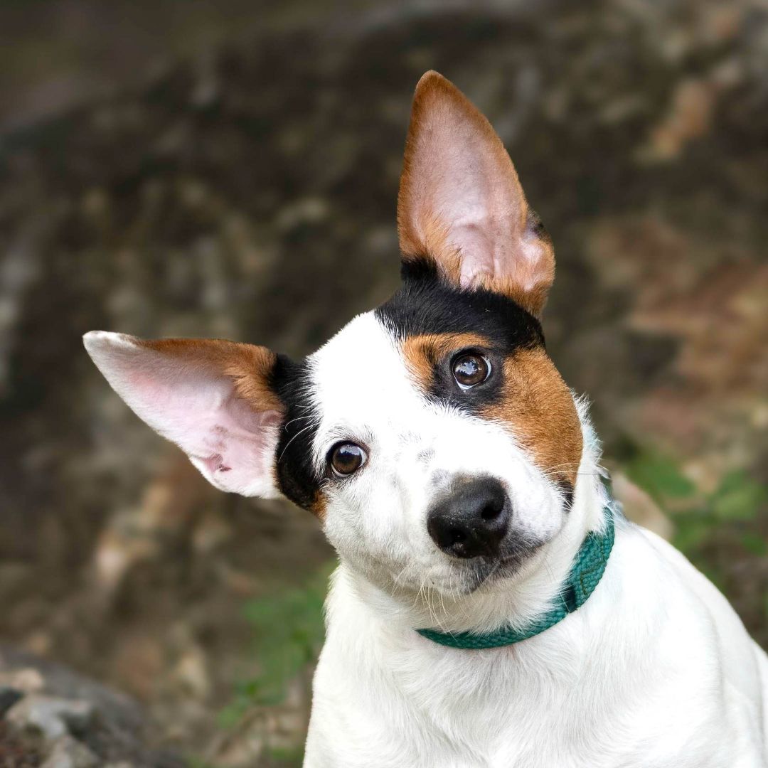 Spud, Adoptable, Adult Male Corgi & Australian Shepherd.