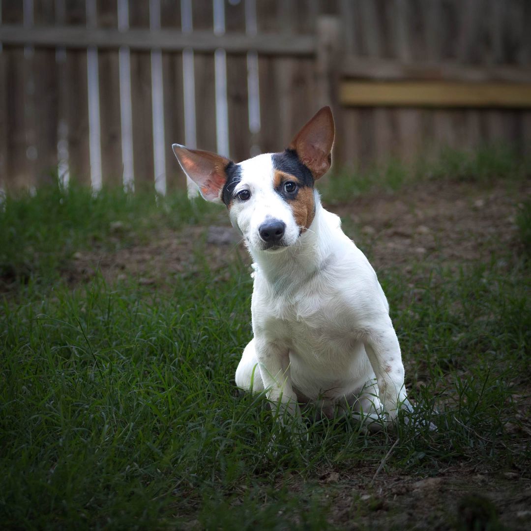 Spud, a Adoptable mixed breed in Lago Vista, TX image 2/2