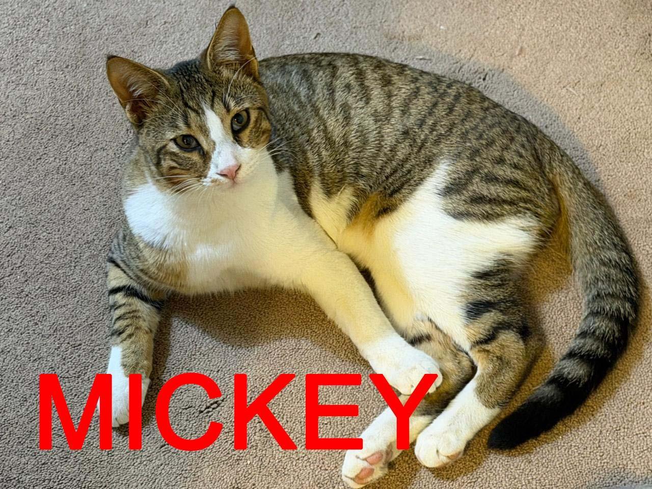 Enlarge Mickey, an adopted Tabby in BURNABY, BC image 1/1