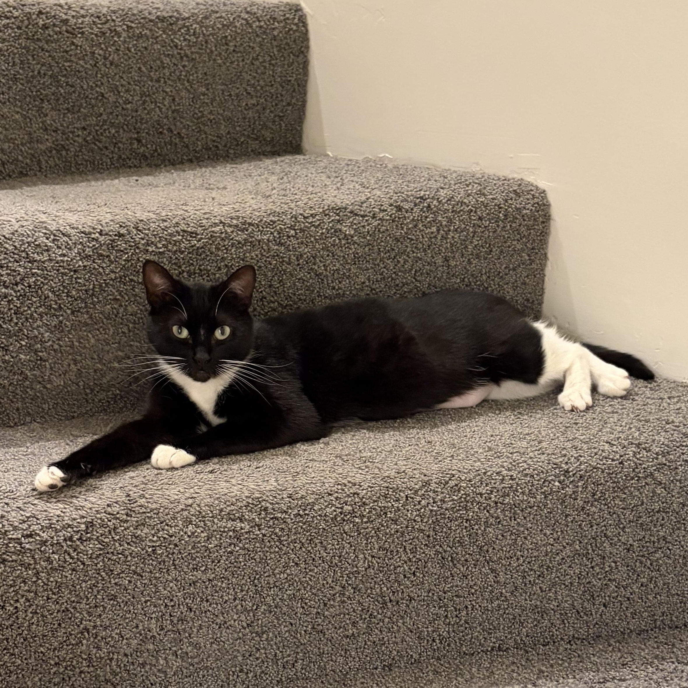 Kitty Softpaws, a Adoptable Domestic Short Hair in San Luis Obispo, CA image 4/5